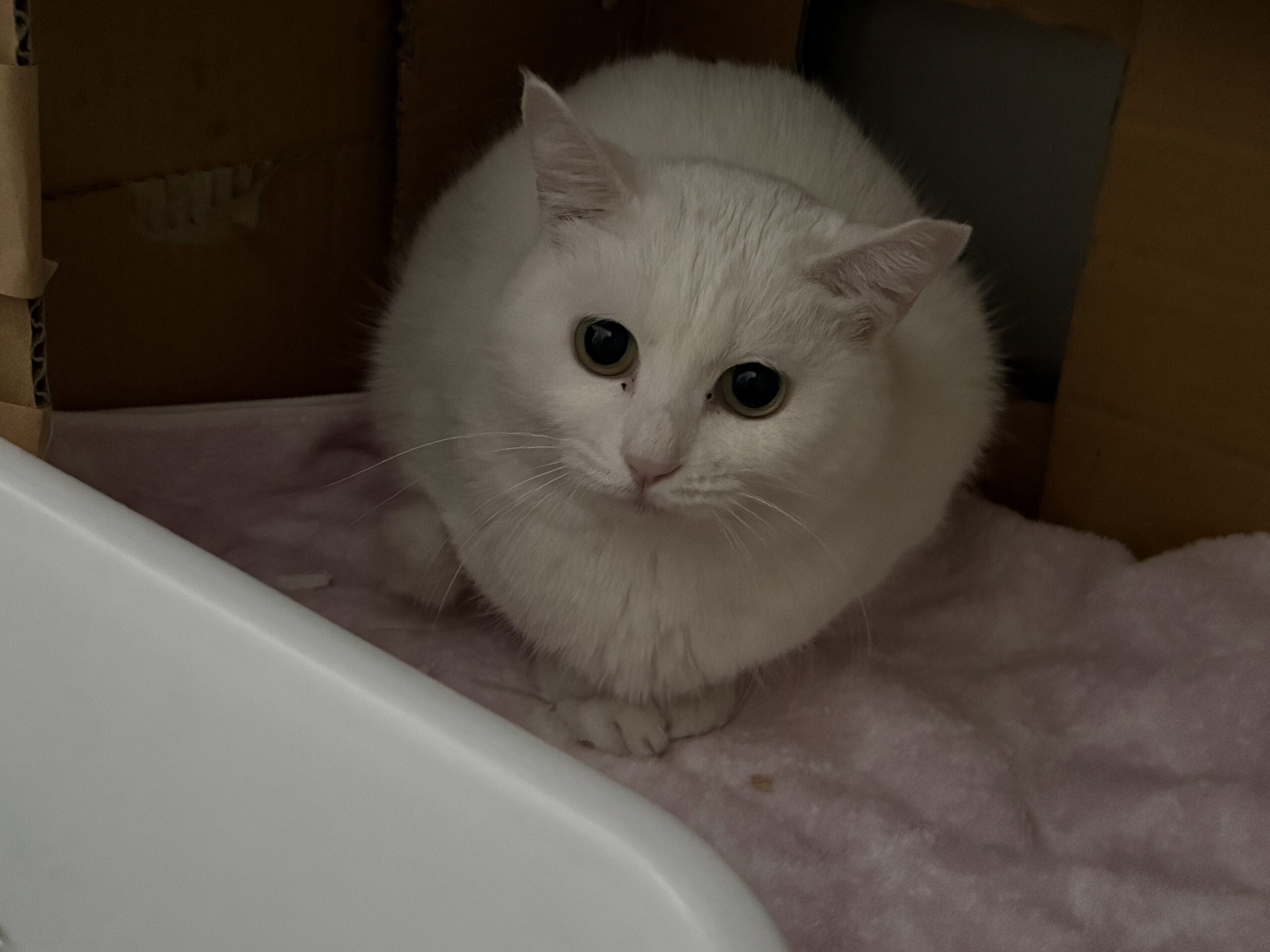 HC24465(よもぎ ブランちゃん)