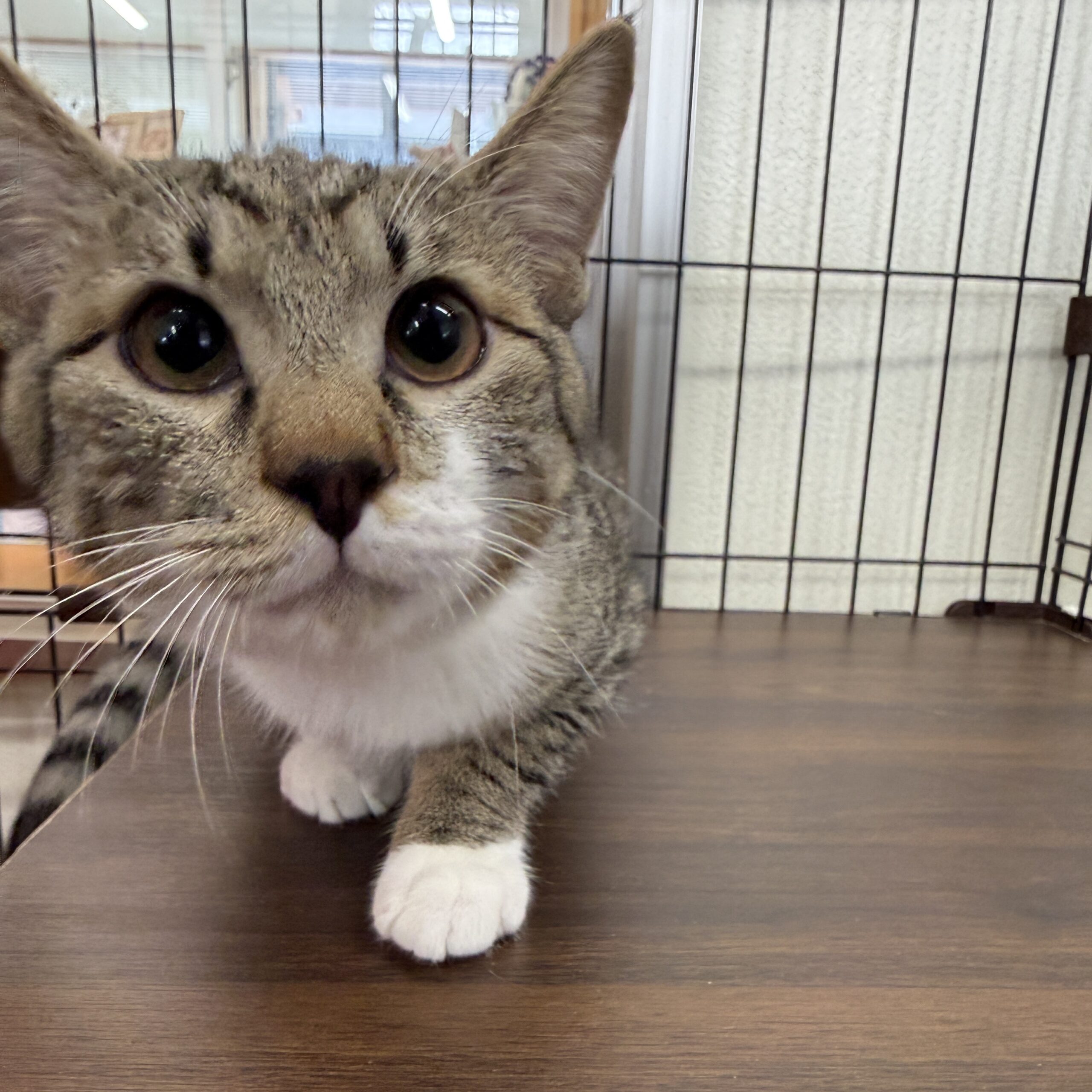 HC25355(気比庄)、FC25384(徳岡オス)