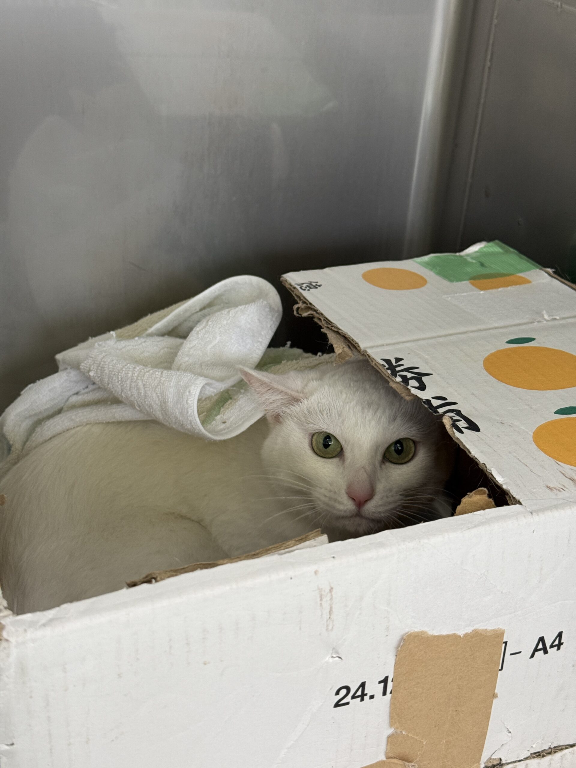 HC25238(よもぎ シャーちゃん)★