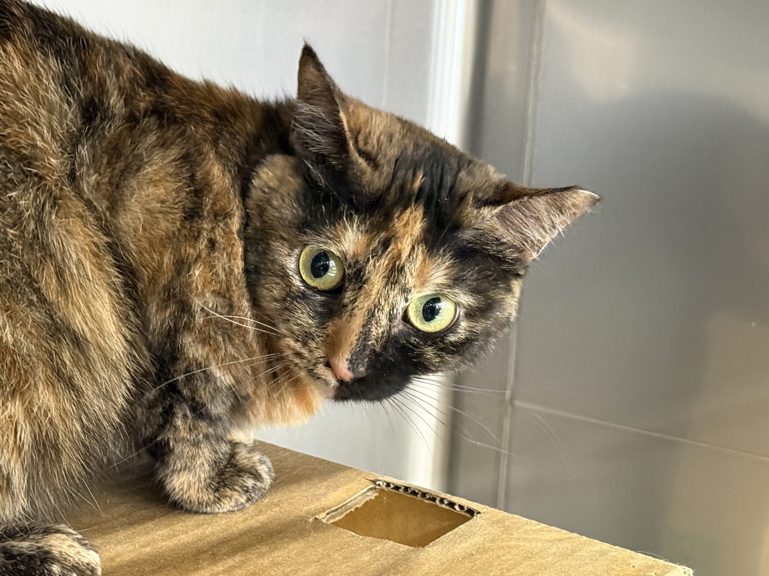 HC25237(よもぎ はんぶんこちゃん)★