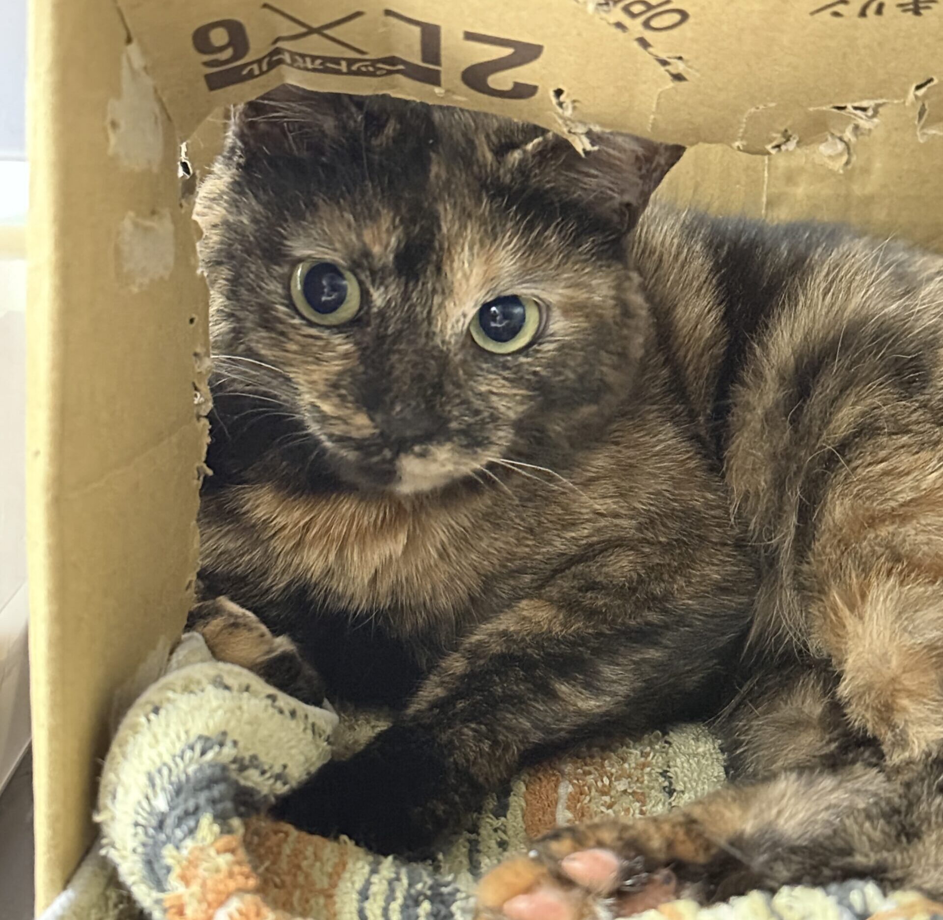 HC25236(よもぎ まだら)