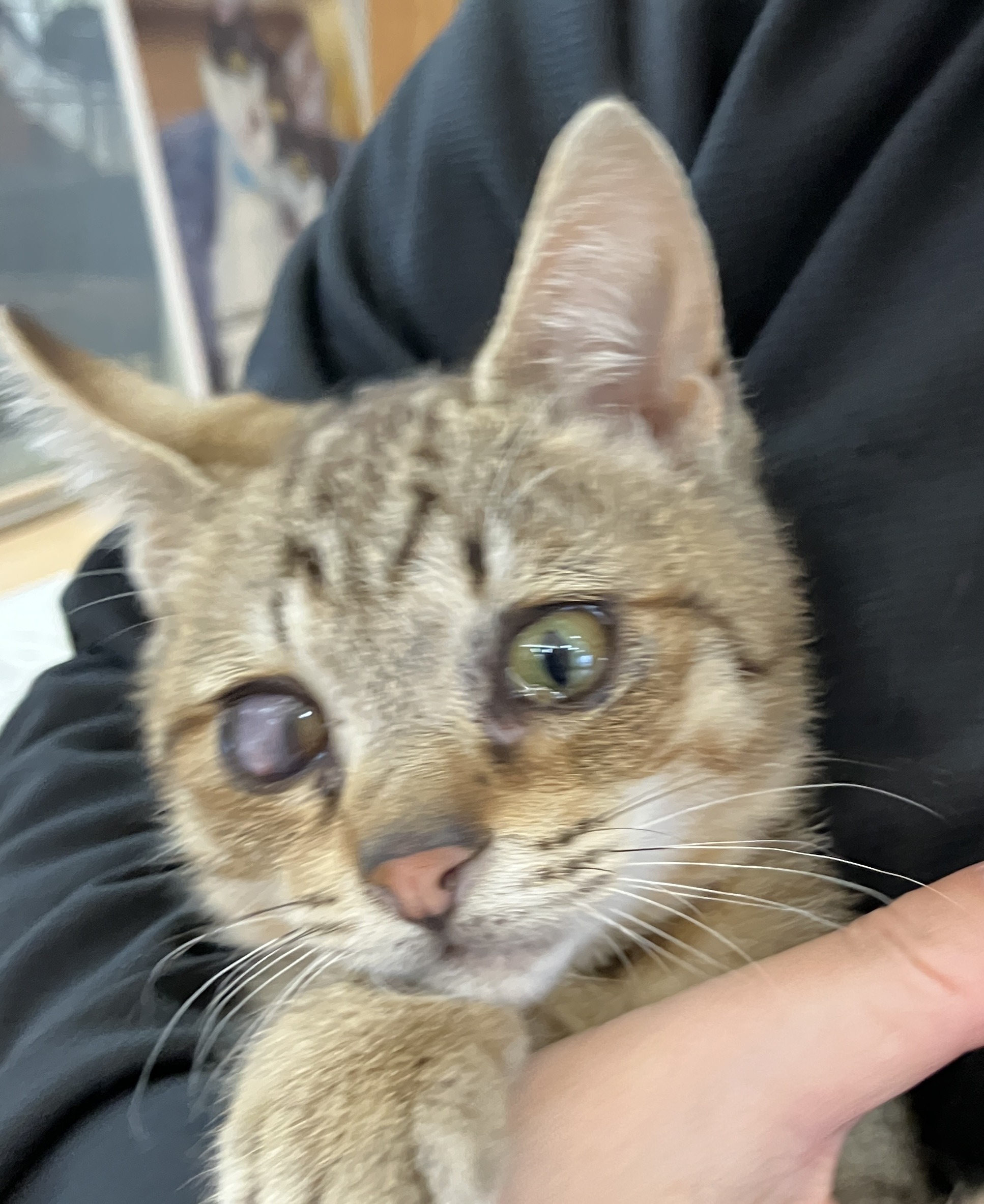 HC25453(鋳物師 ポン太くん)