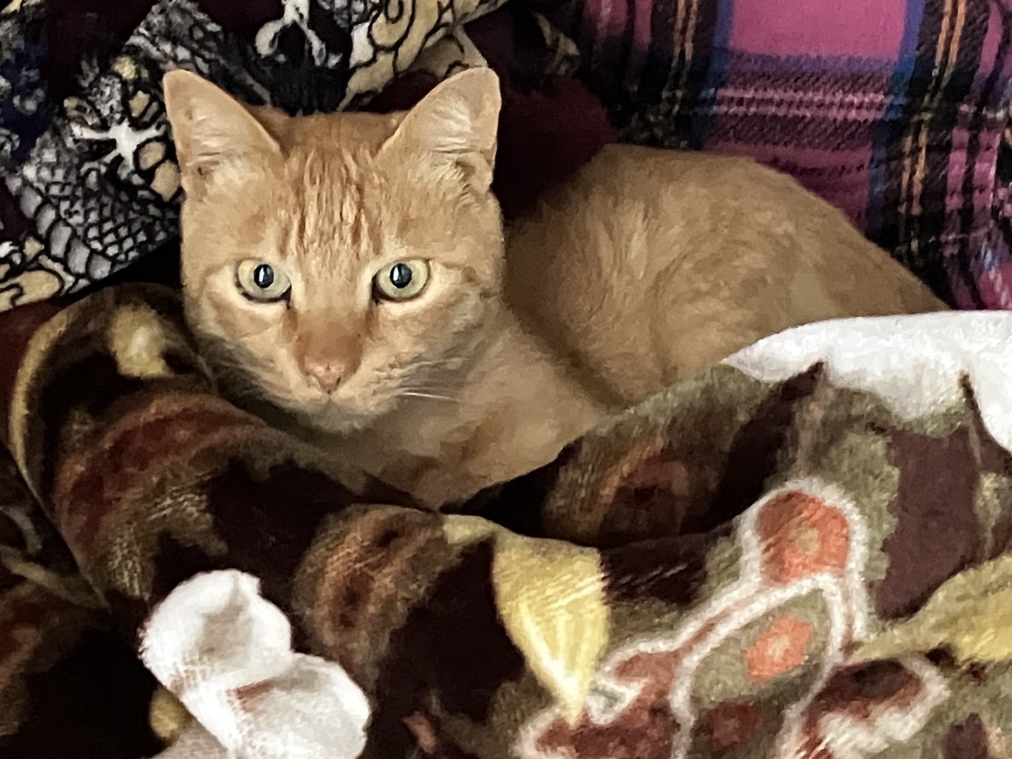 No.8F-3-30　去勢済の人なれした猫が居ついています（福井市）