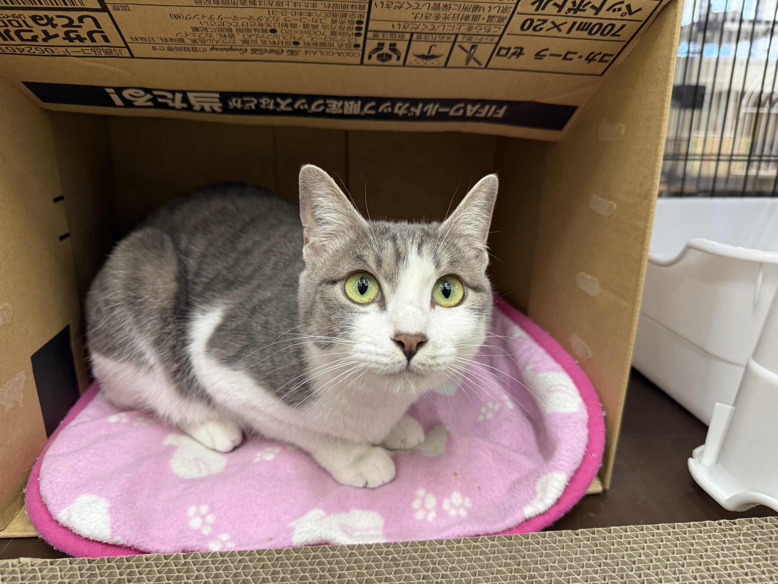 HC25449(中小屋 グレー白)★