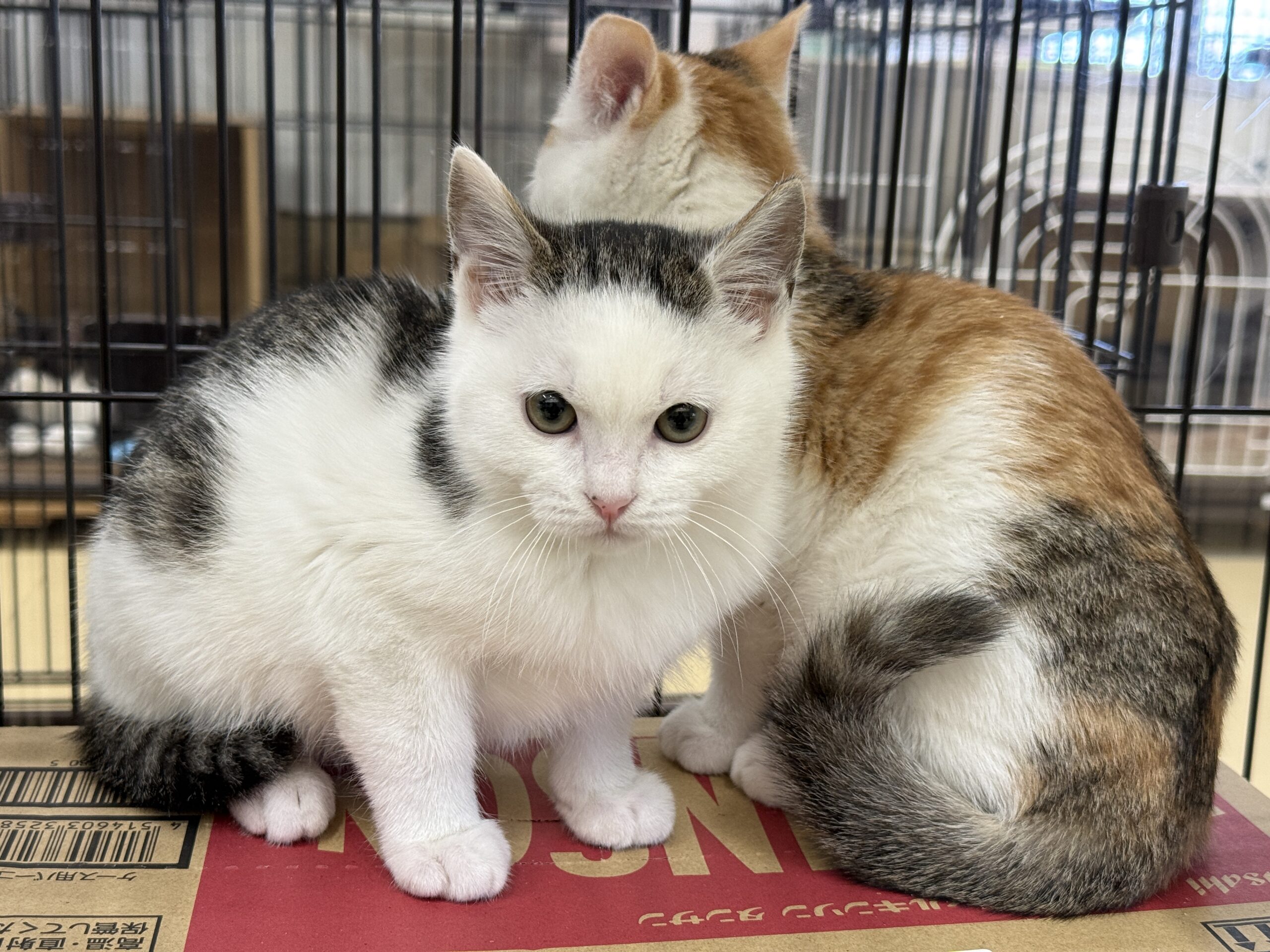 HC25451.25452(定次 白三毛、白キジ)★