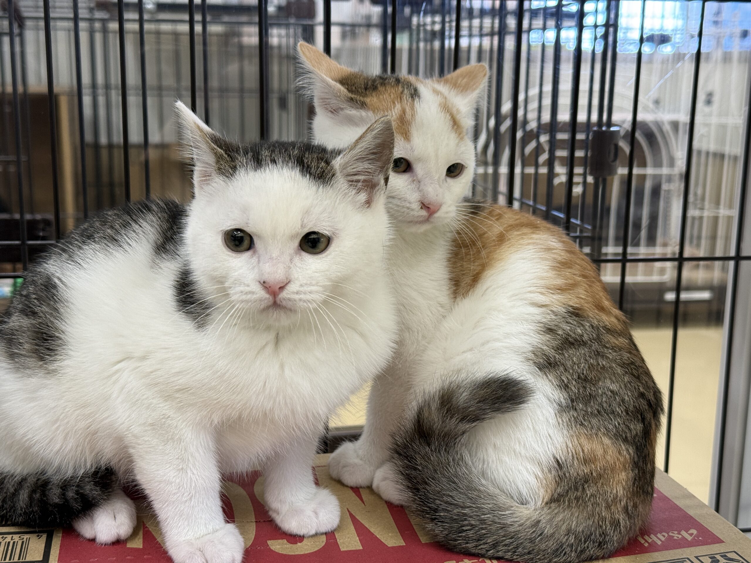 HC25451.25452(定次 白三毛、白キジ)★