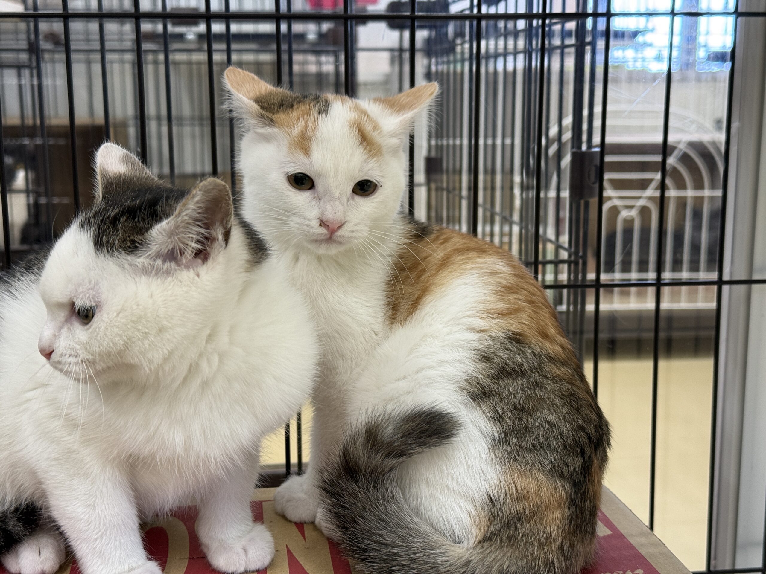 HC25451.25452(定次 白三毛、白キジ)★