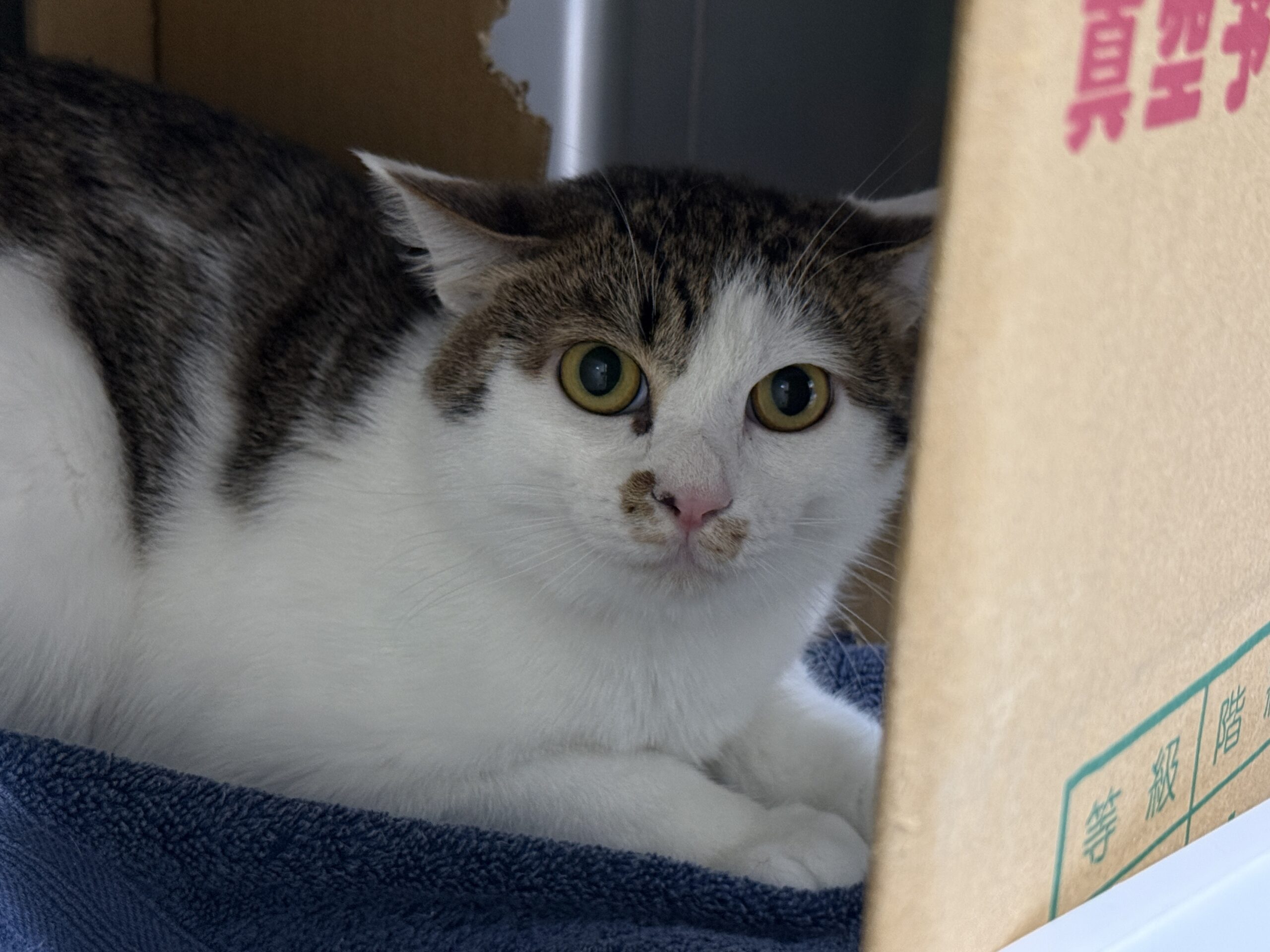 HC25258(巽ちゃたくん)