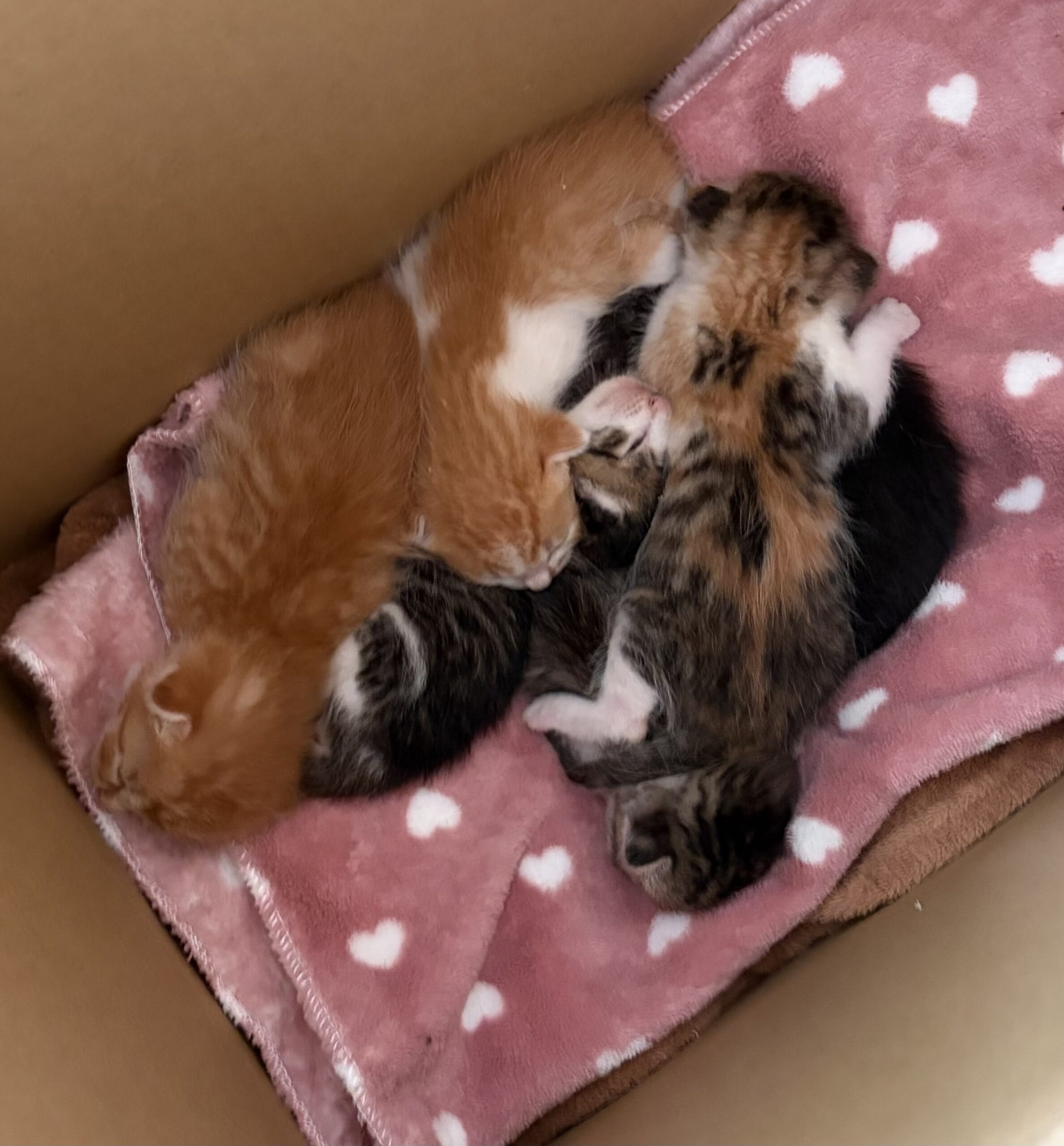 SC26018～26023（敦賀市）衰弱した子猫を保護しています！