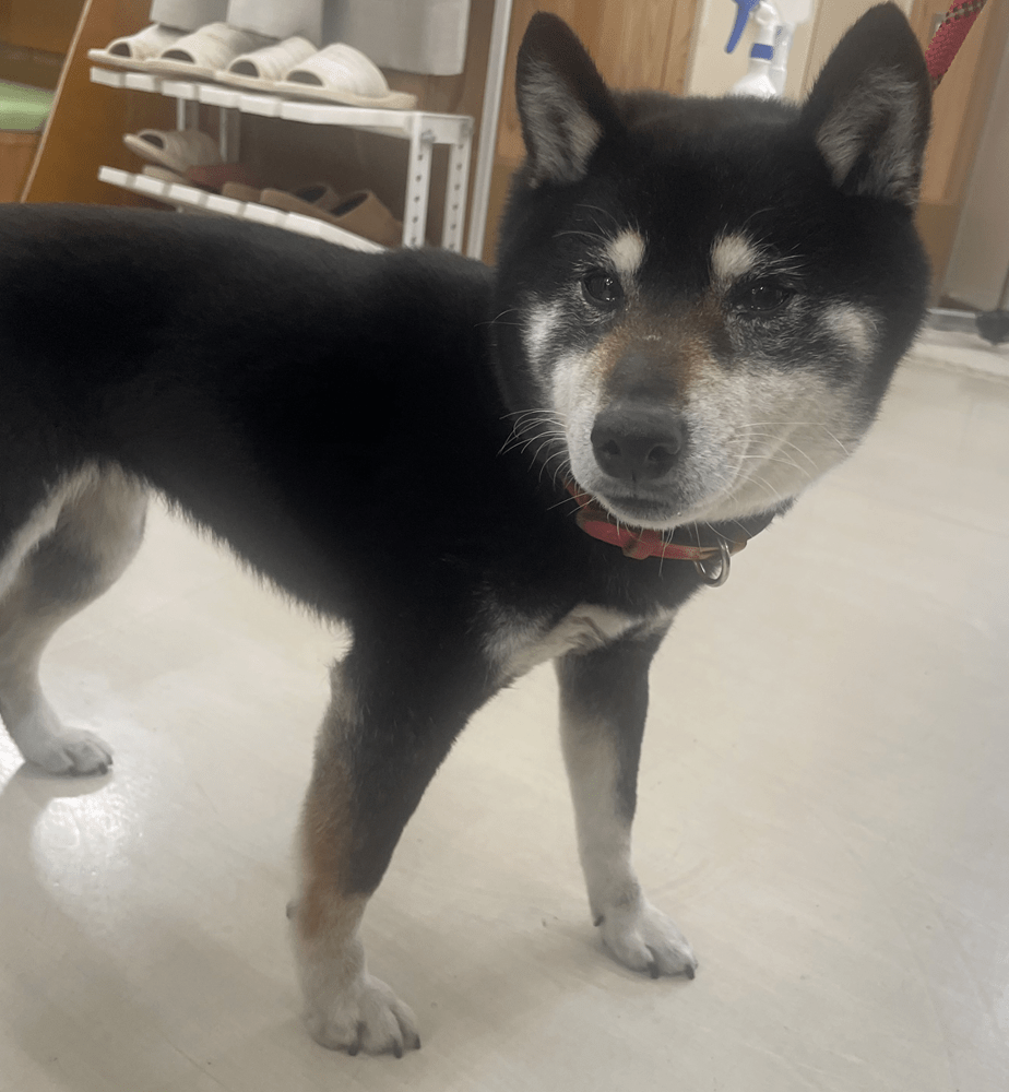 FD26001（福井市）赤い首輪のついた犬を保護しています！