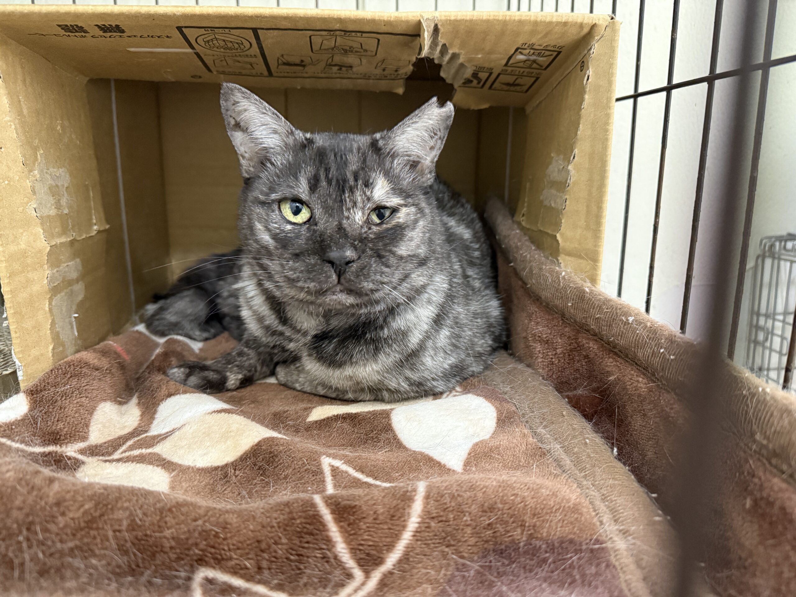 HC25458(二面 まみちゃん)