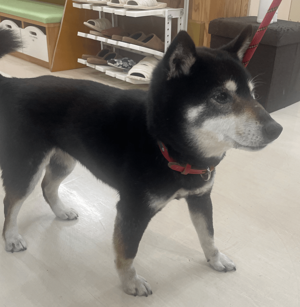 FD26001（福井市）赤い首輪のついた犬を保護しています！