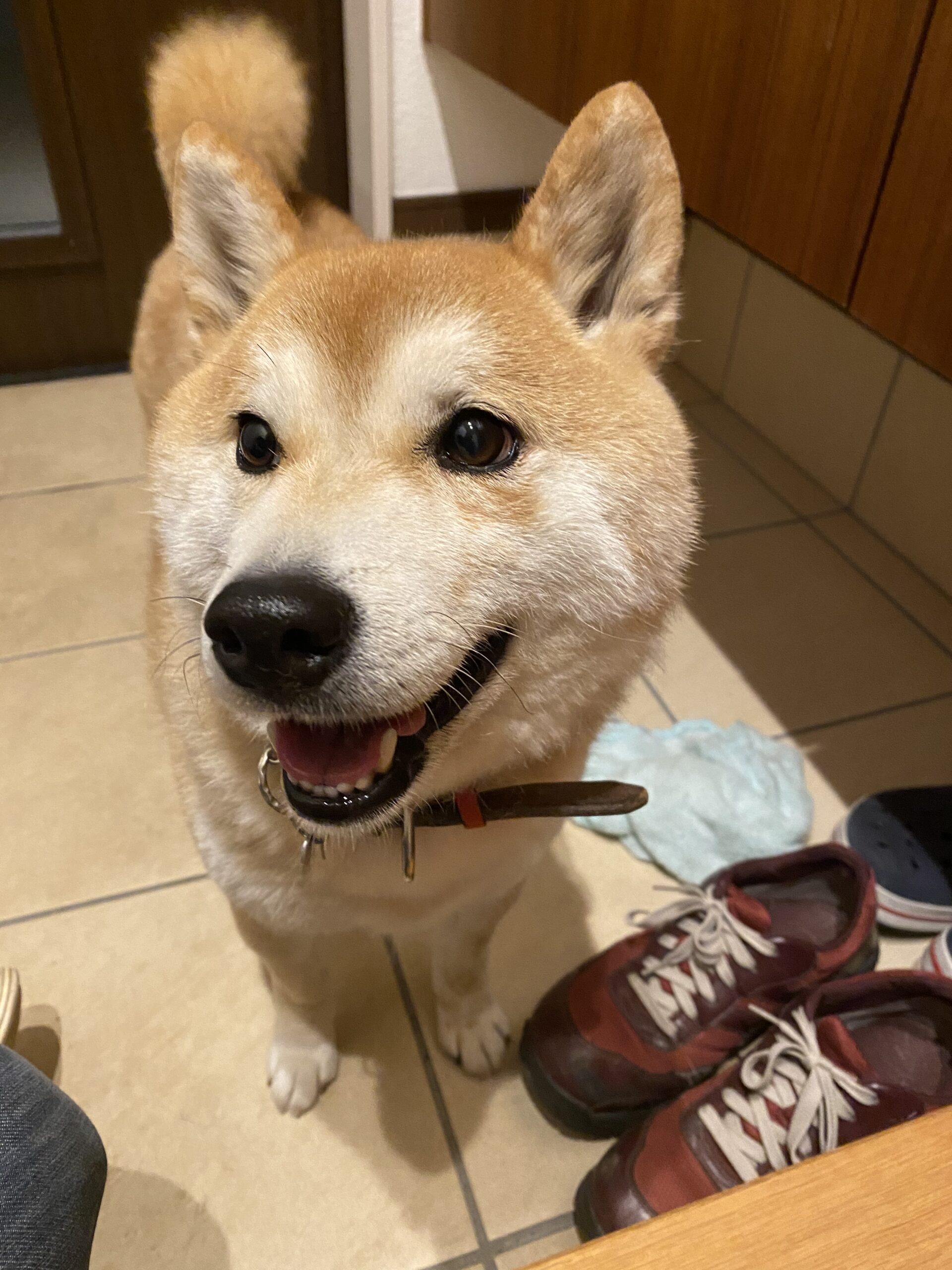 No.8F-4-17　イブちゃん