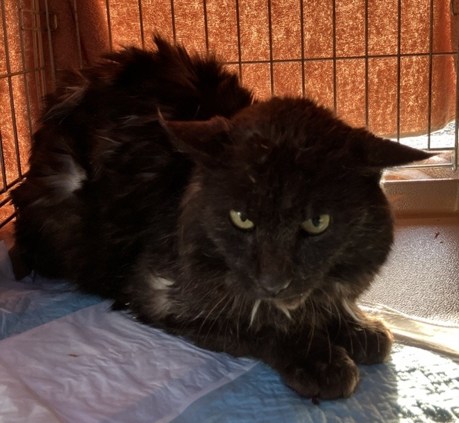 HC26012（あわら市）衰弱した成猫を保護しています！