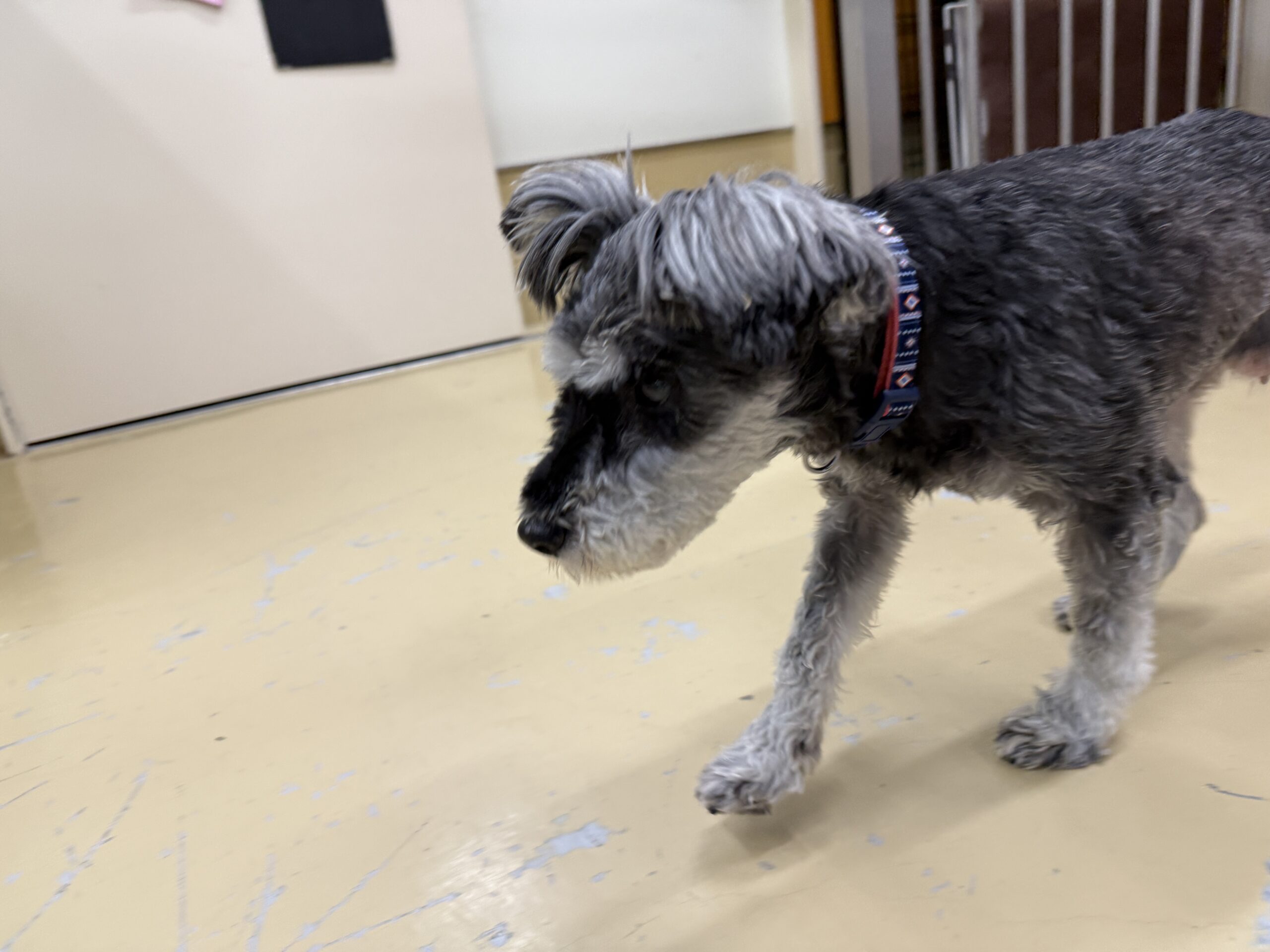 FD26002(シュナ ナッツちゃん)★