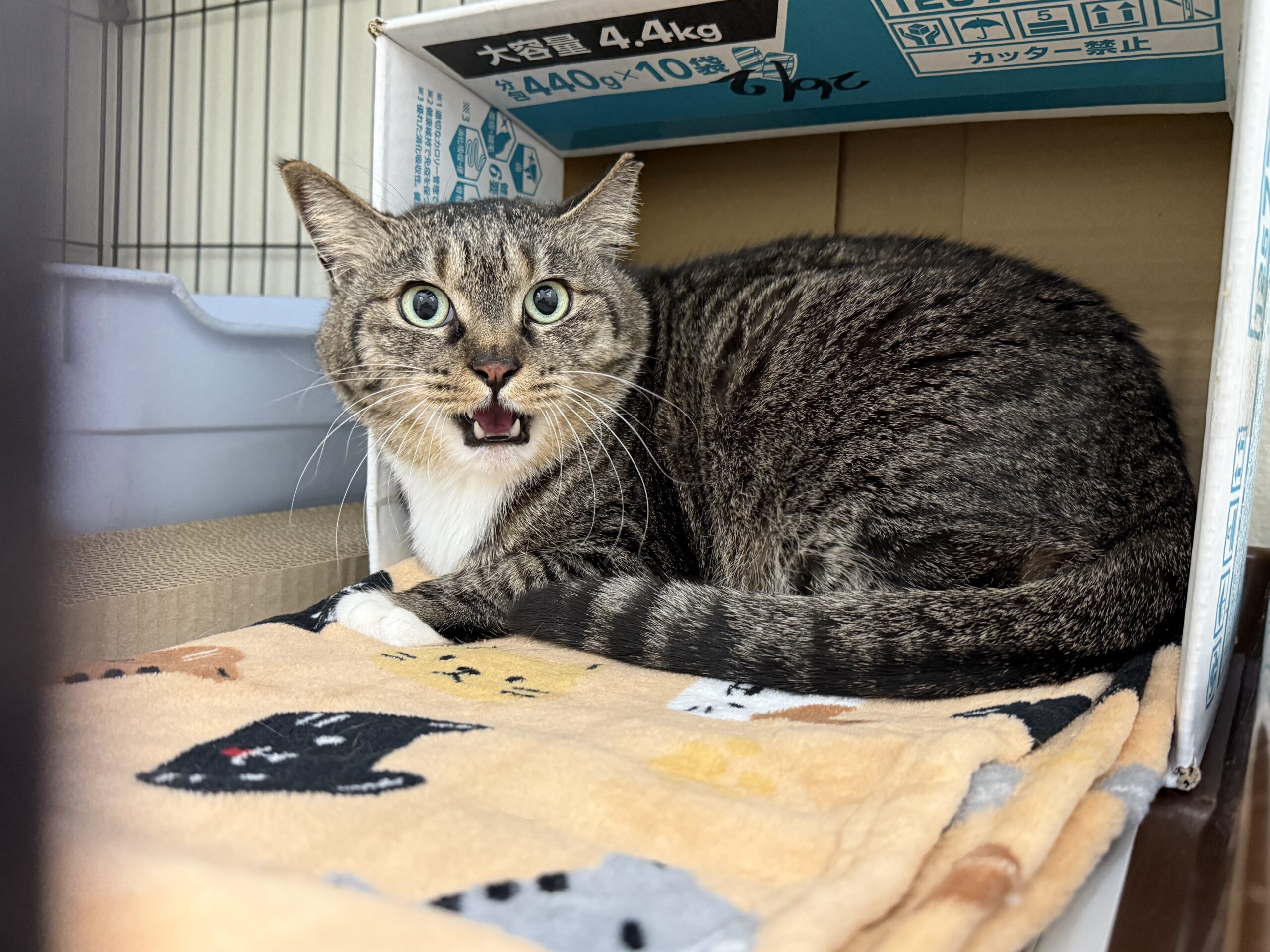 FC26006.26007(有楽町トラ、チビ)