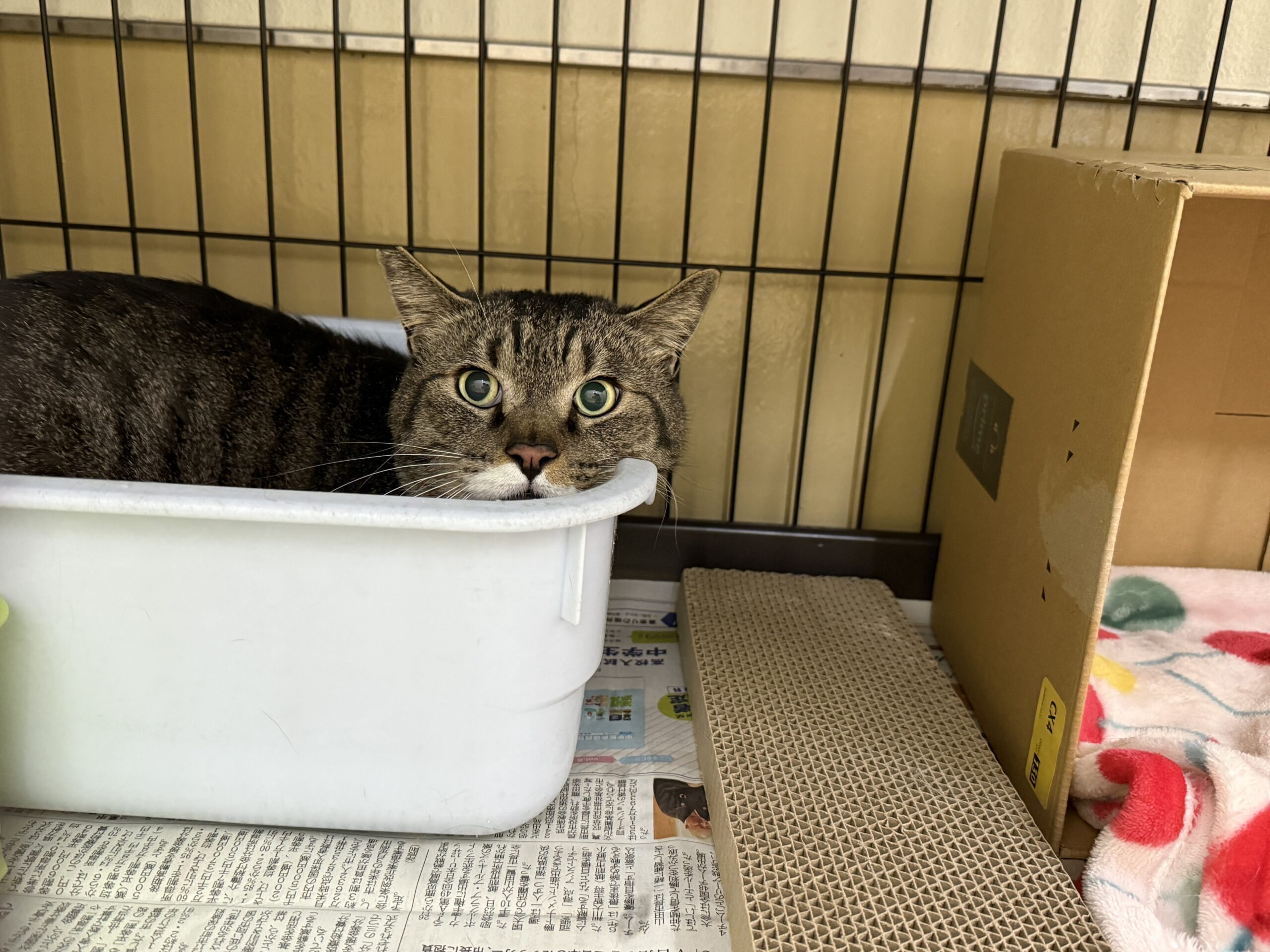 FC26006.26007(有楽町トラ、チビ)