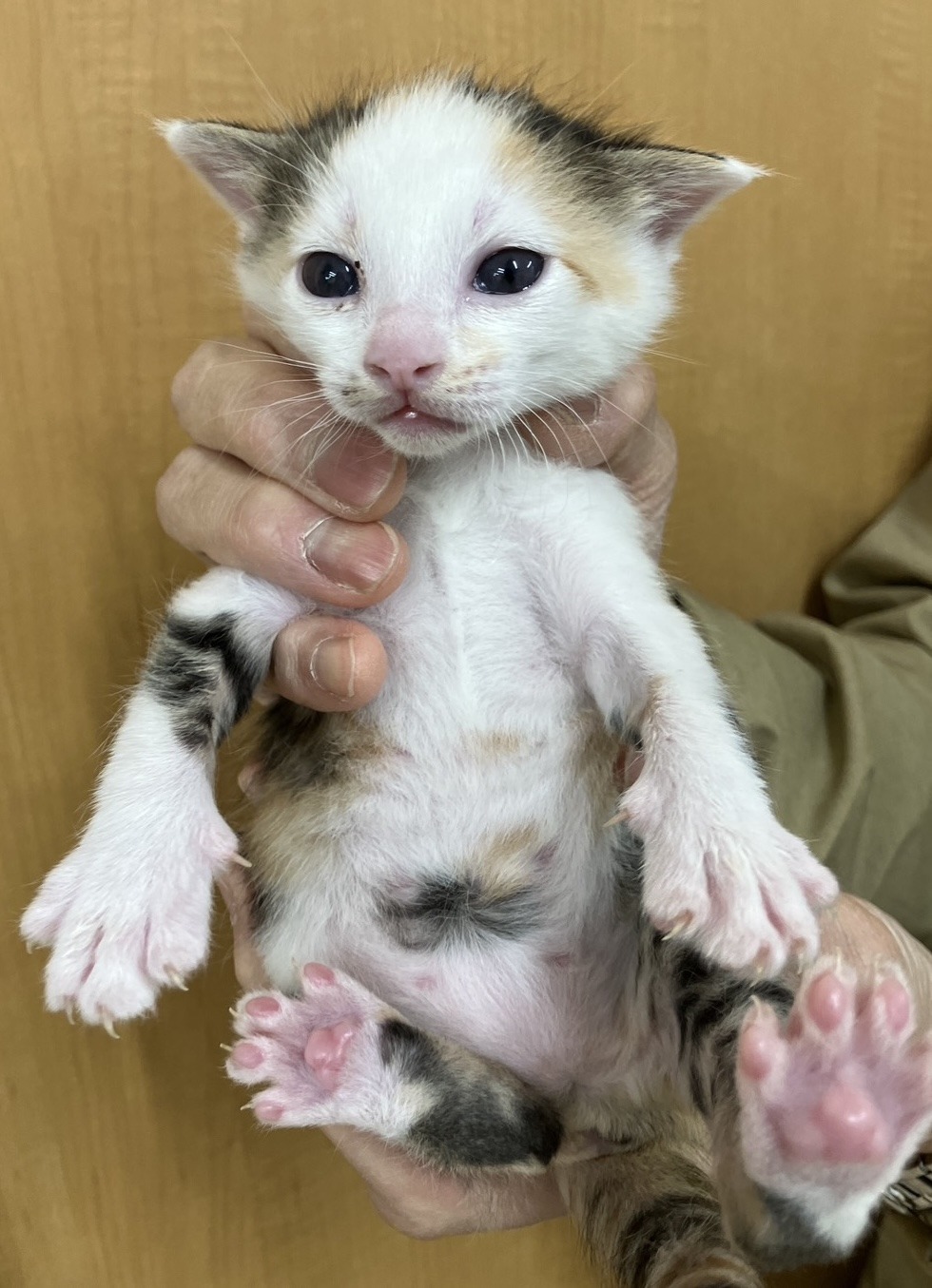 SD26003～26005（小浜市）