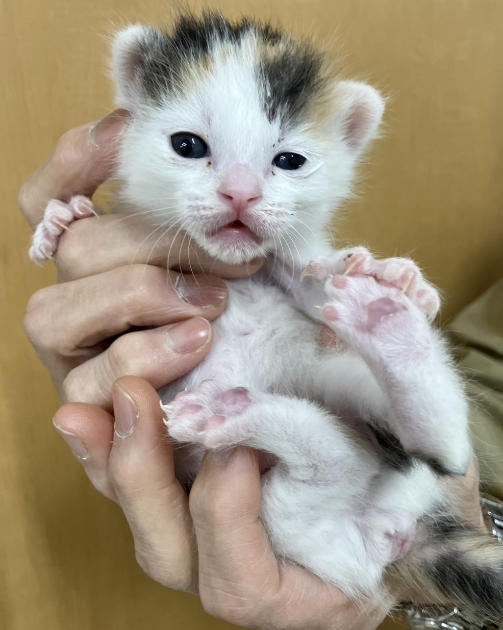 SD26003～26005（小浜市）