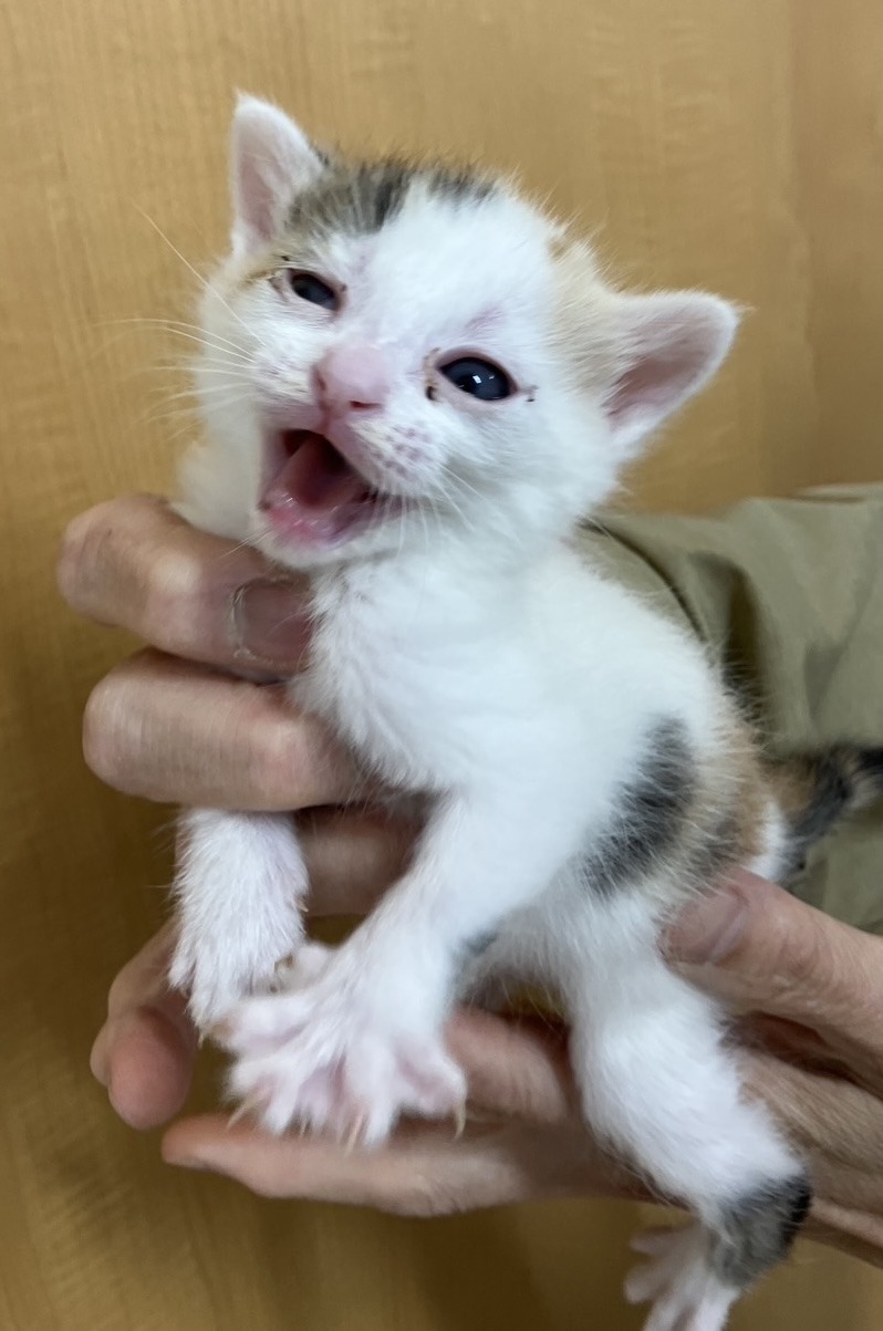 SD26003～26005（小浜市）