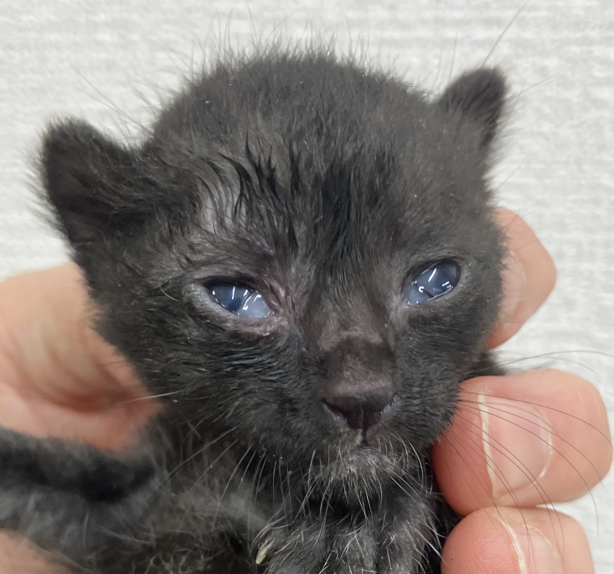 SD26008～26010（敦賀市）