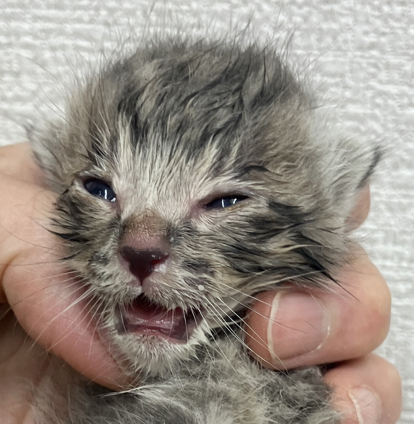 SD26008～26010（敦賀市）