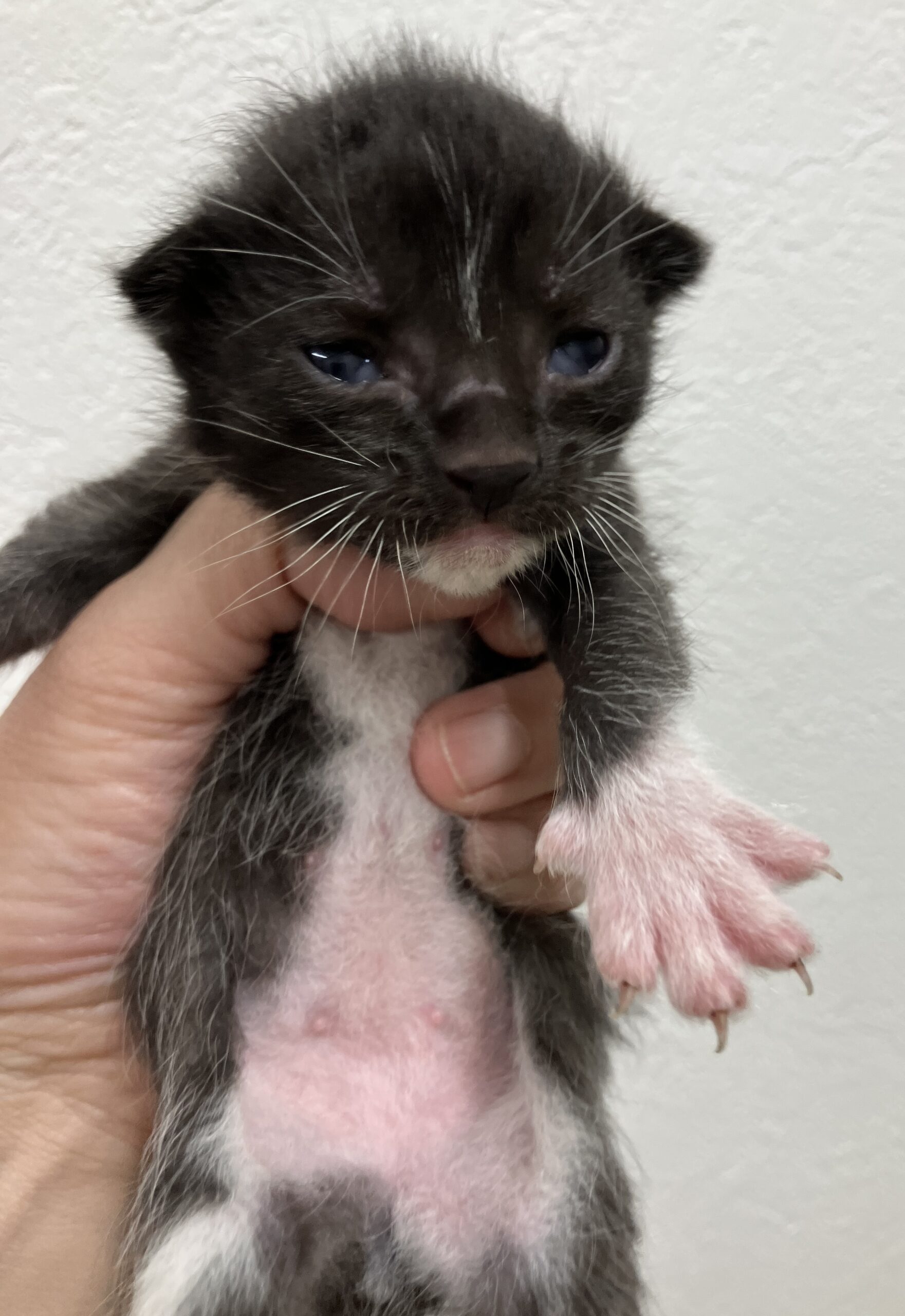 SC26018～26023（敦賀市）衰弱した子猫を保護しています！