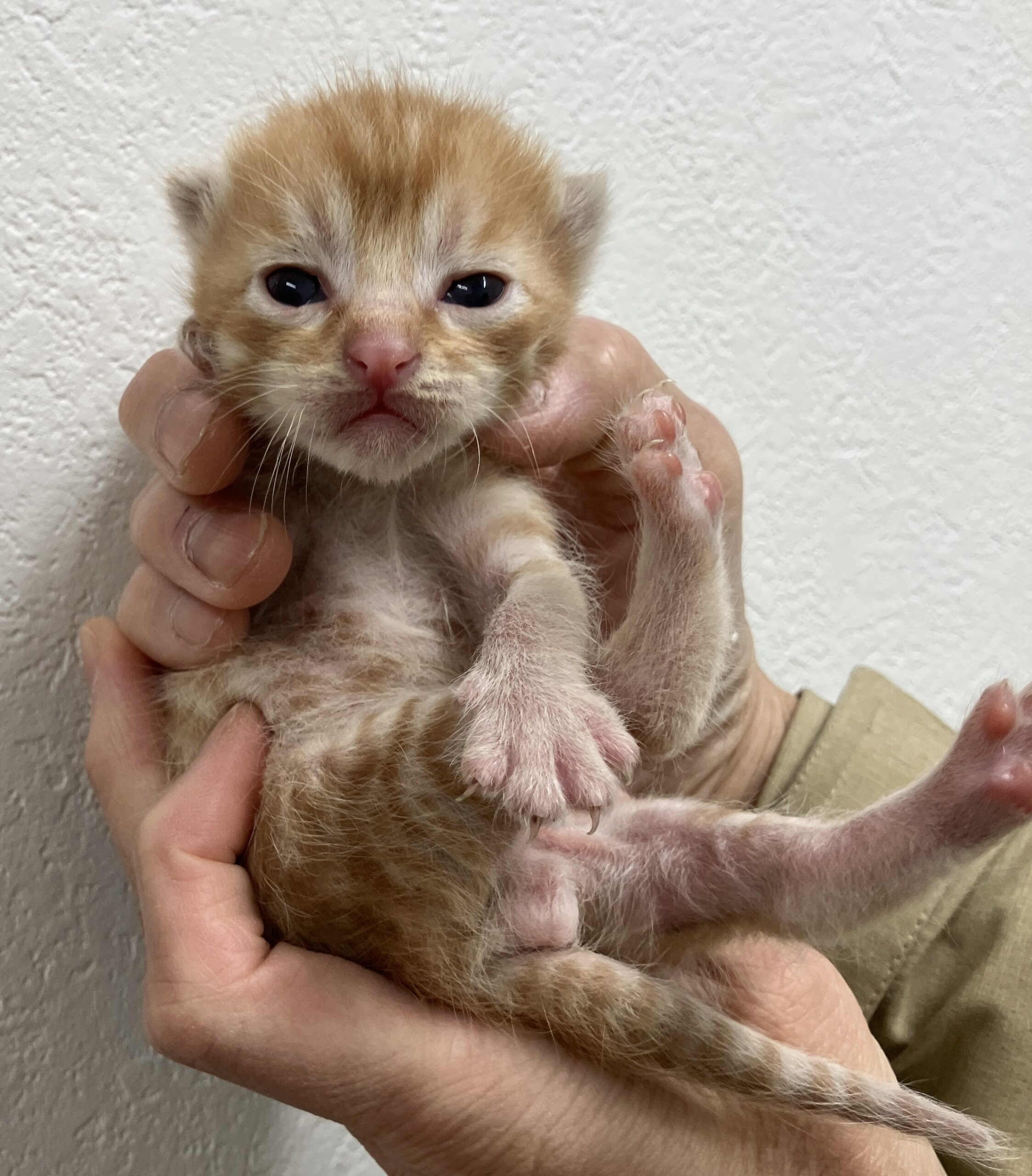 SC26018～26023（敦賀市）衰弱した子猫を保護しています！