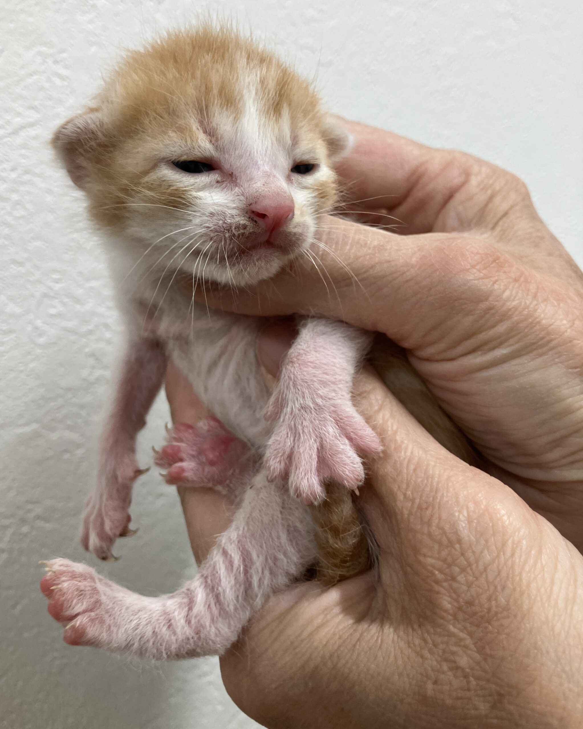 SC26018～26023（敦賀市）衰弱した子猫を保護しています！