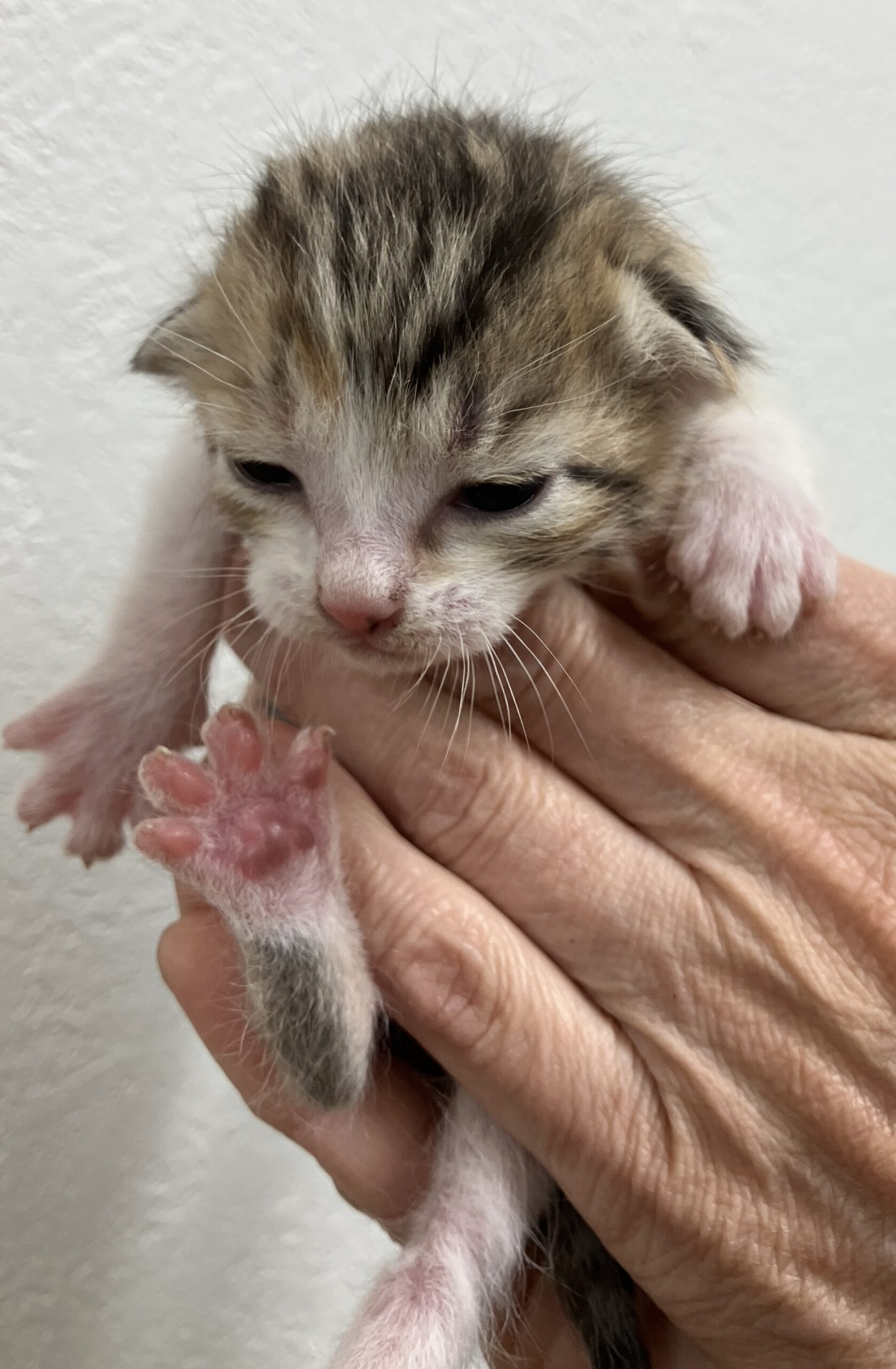 SC26018～26023（敦賀市）衰弱した子猫を保護しています！