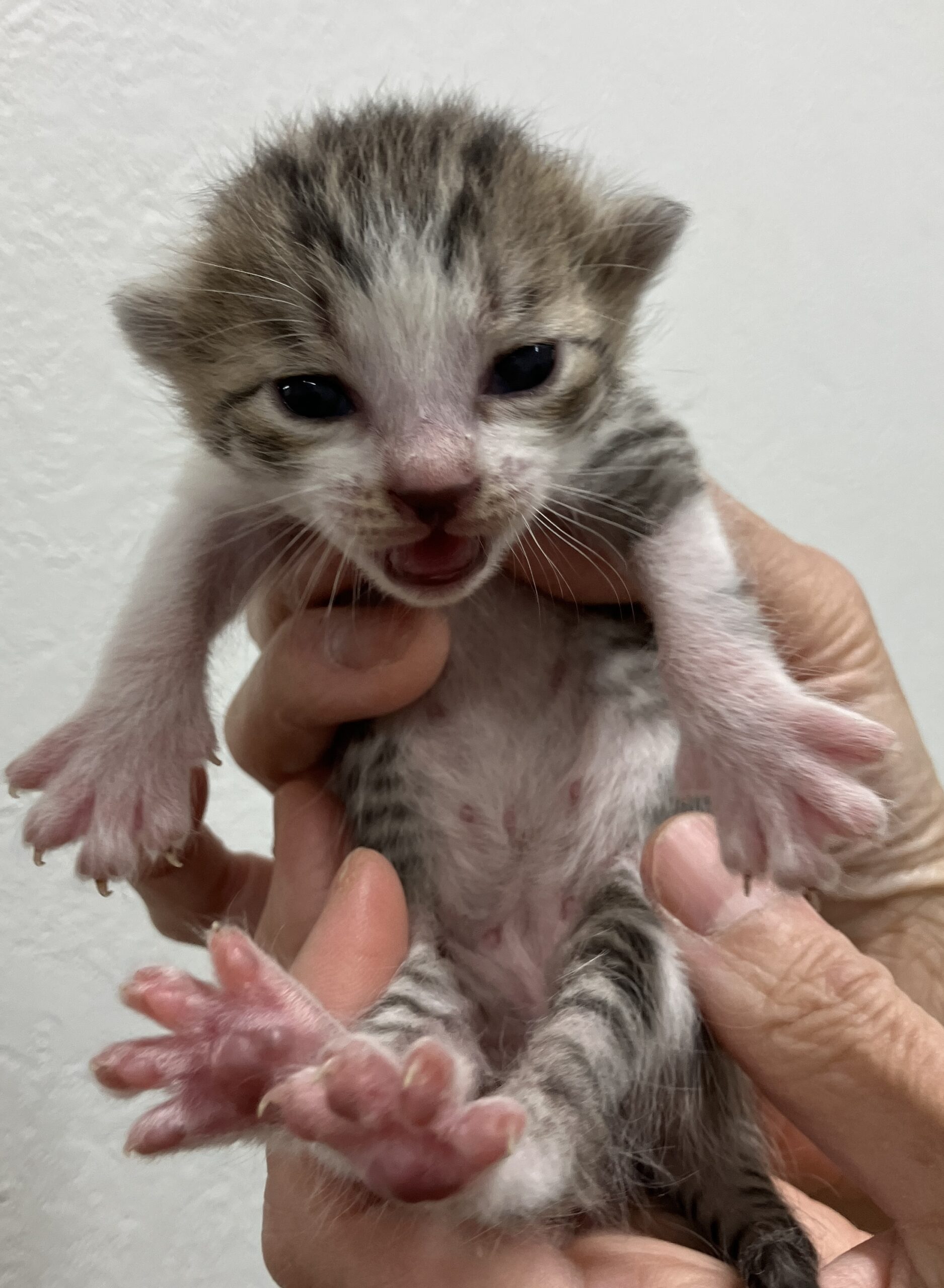 SC26018～26023（敦賀市）衰弱した子猫を保護しています！