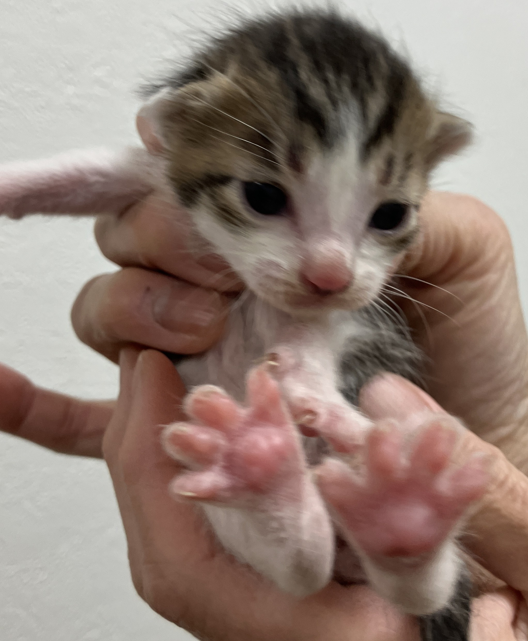 SC26018～26023（敦賀市）衰弱した子猫を保護しています！