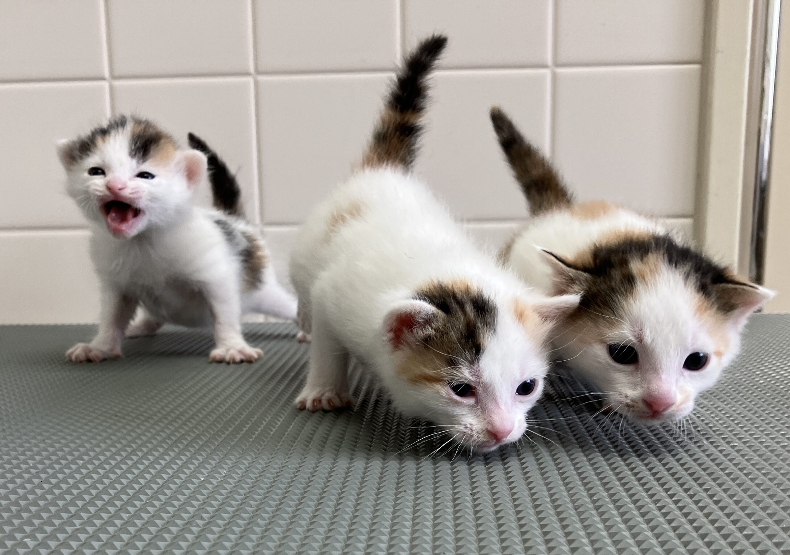 SD26003～26005（小浜市）