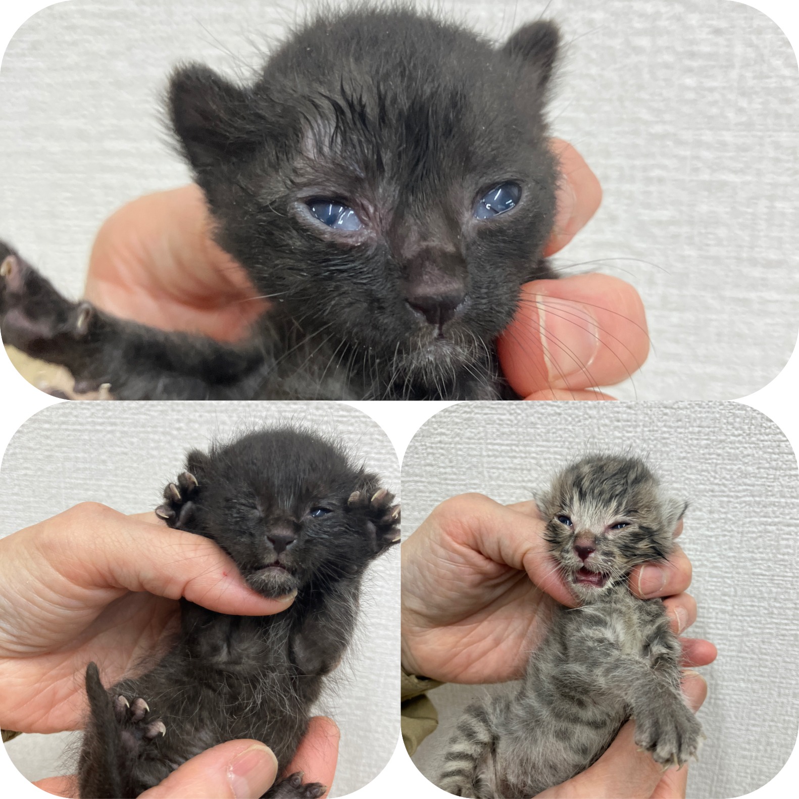 SD26008～26010（敦賀市）