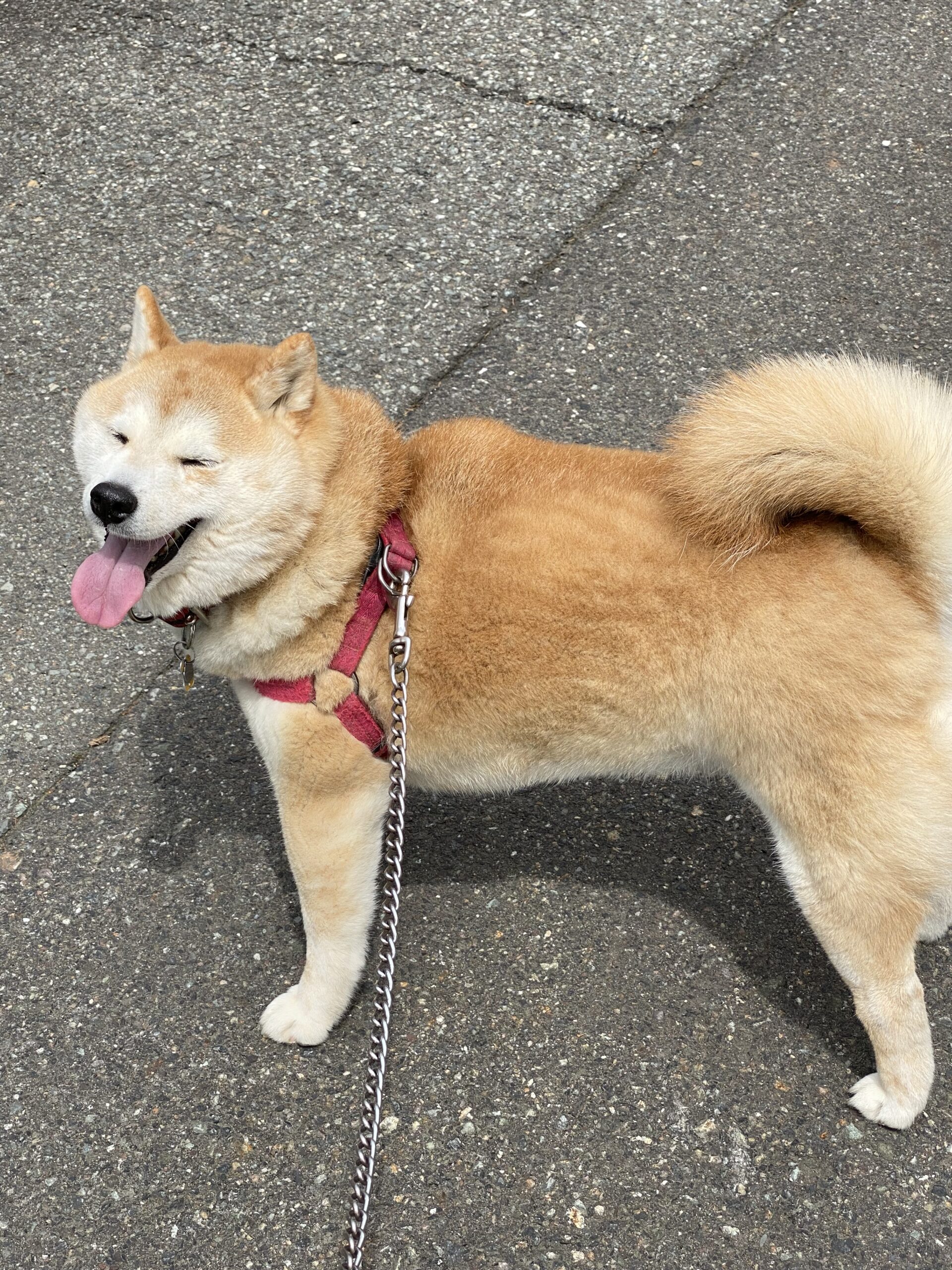 No.8F-4-17　イブちゃん