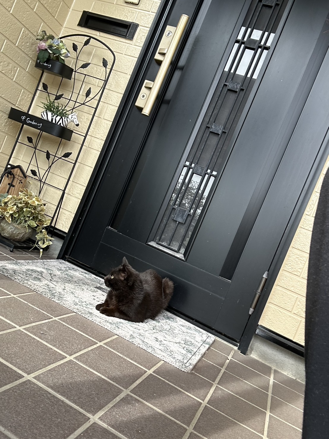 No.8T-5-1　人なれしている猫が居ついています。（鯖江市）