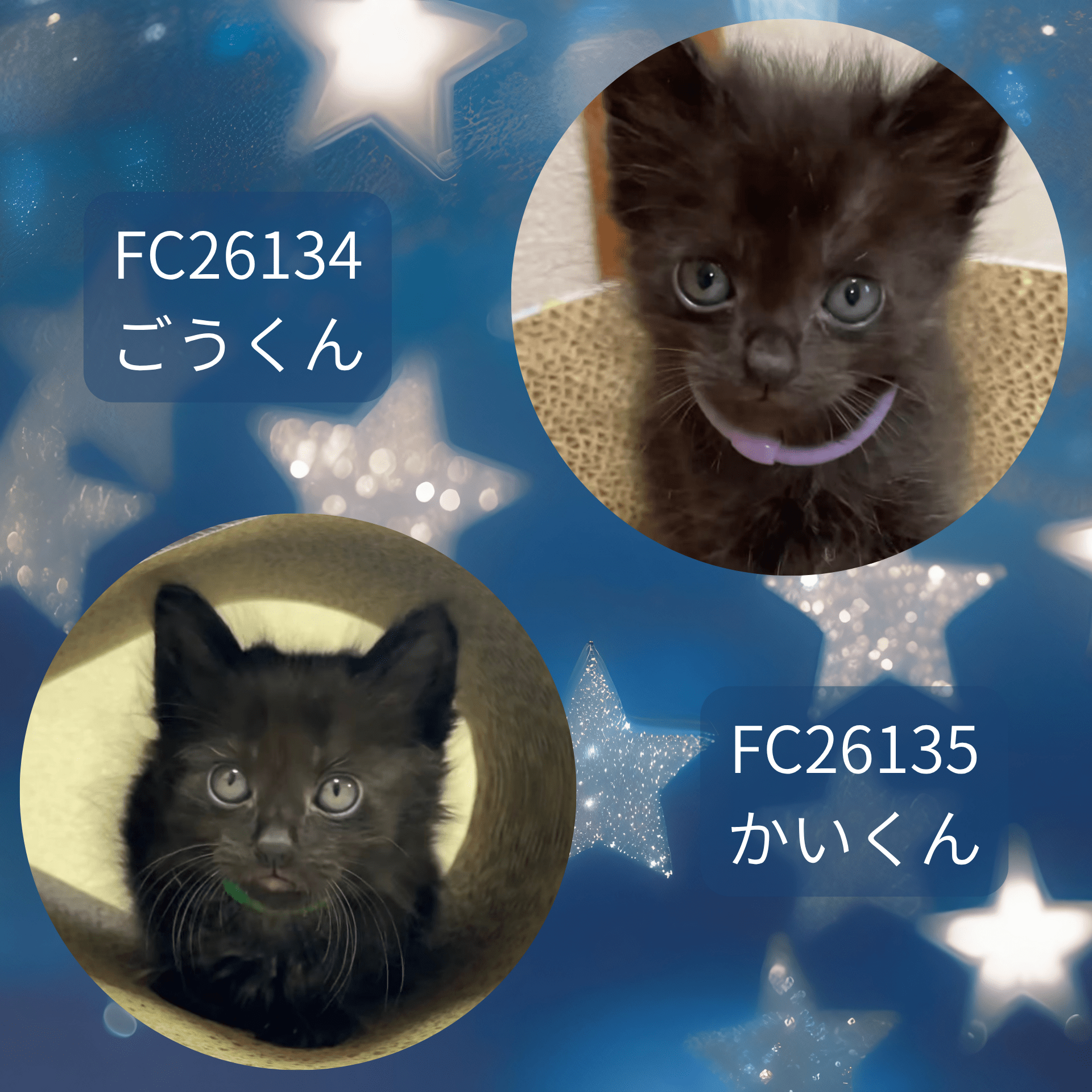 FC26134.26135(大願寺 ごうくん、かいくん)