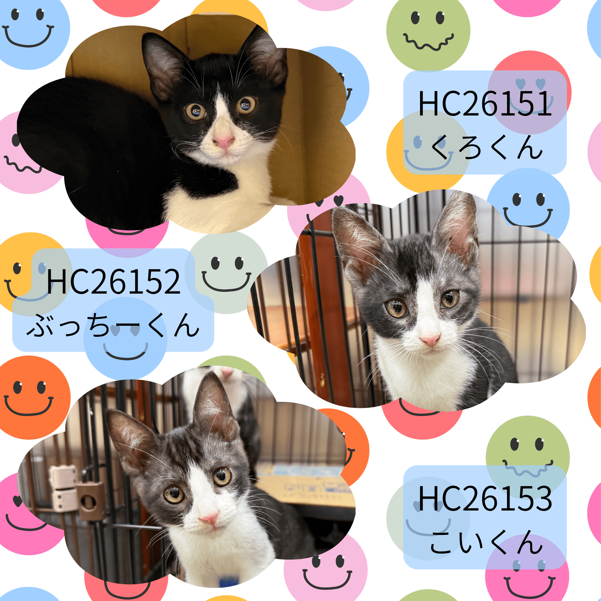HC26151～26153(玄女 ♂)