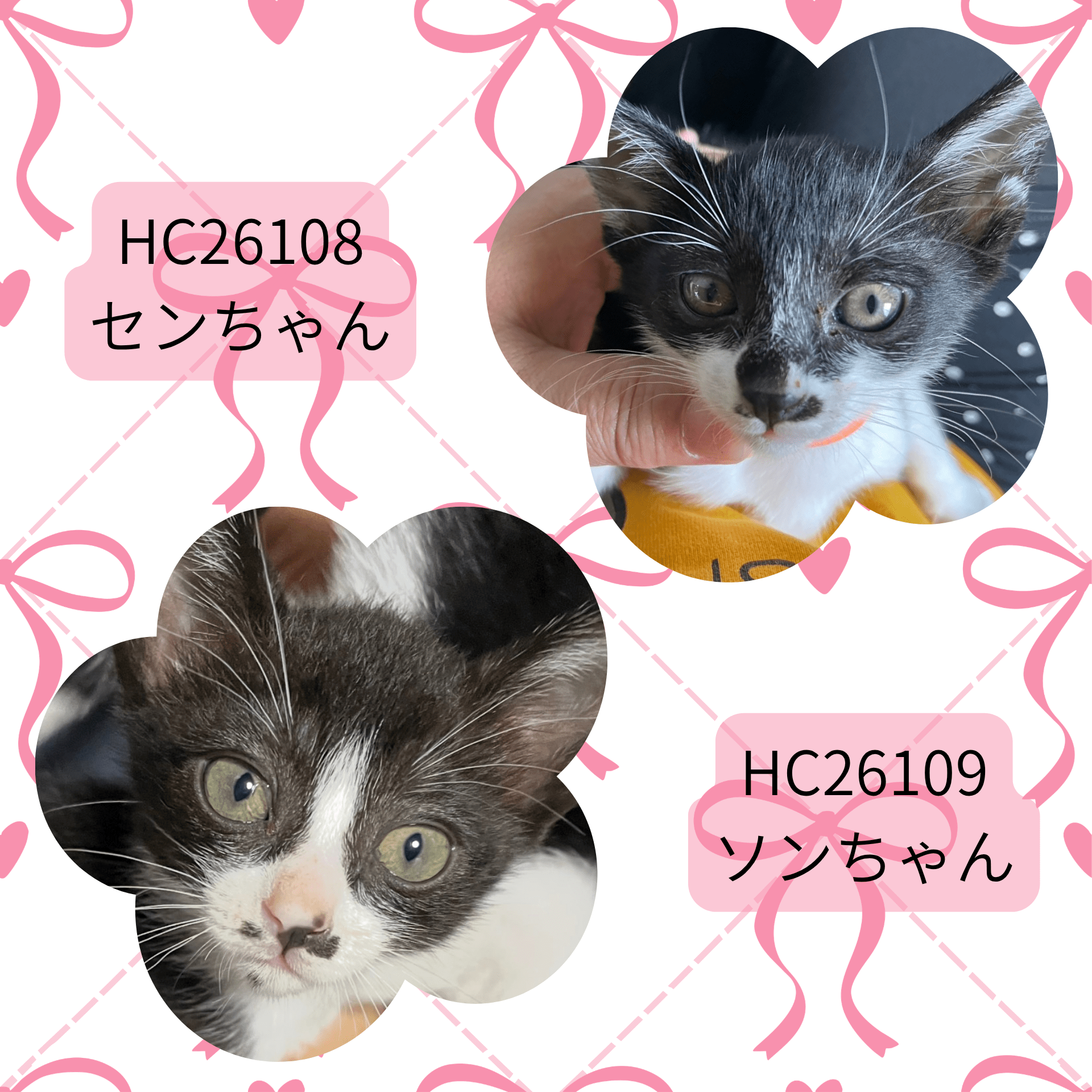 HC26108.26109(尾花町 ♀)