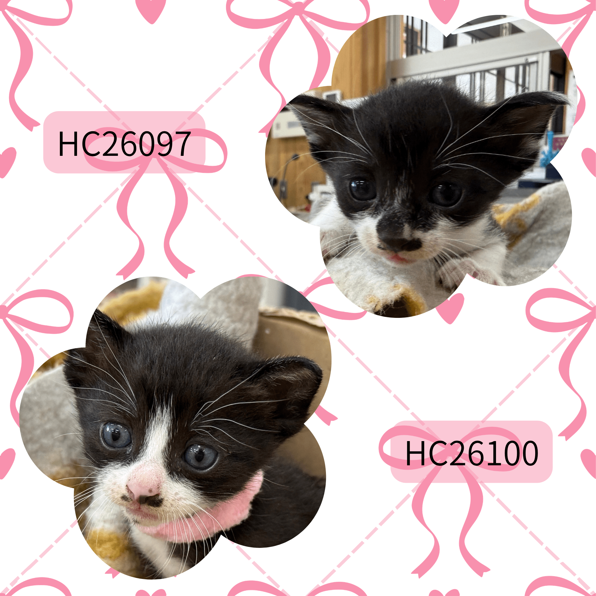 HC26108.26109(尾花町 ♀)