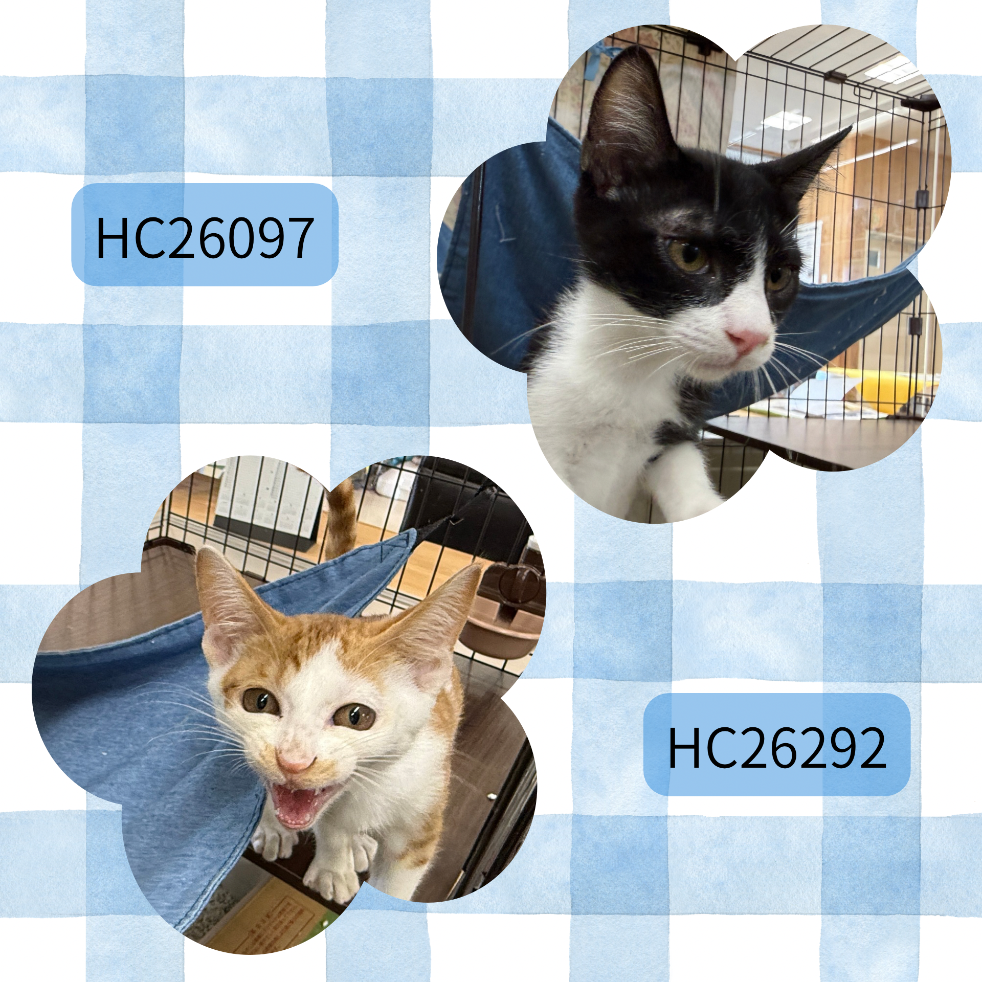 HC26097(住吉)、HC26292(大味)★