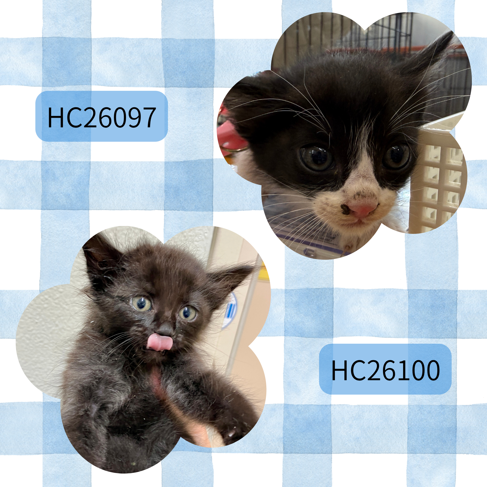 HC26097.26100(住吉 ♂)