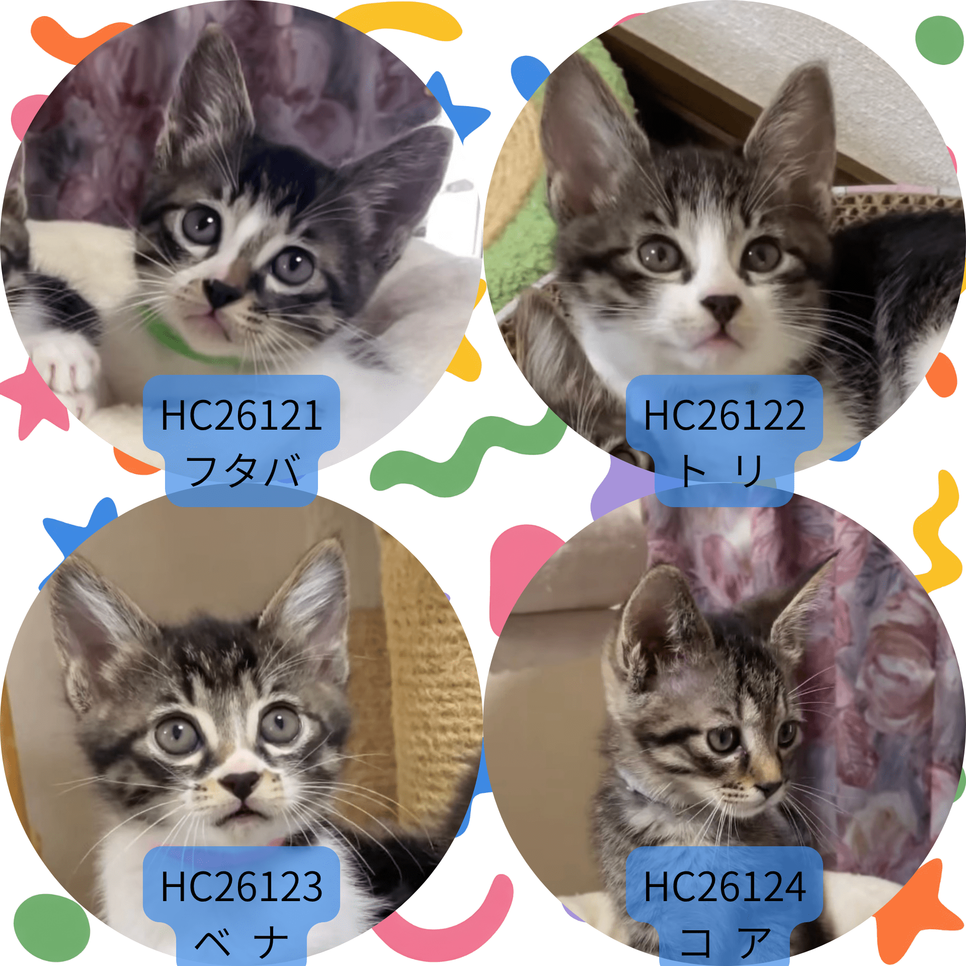 HC26121～26124(河合 恐竜組♂)★