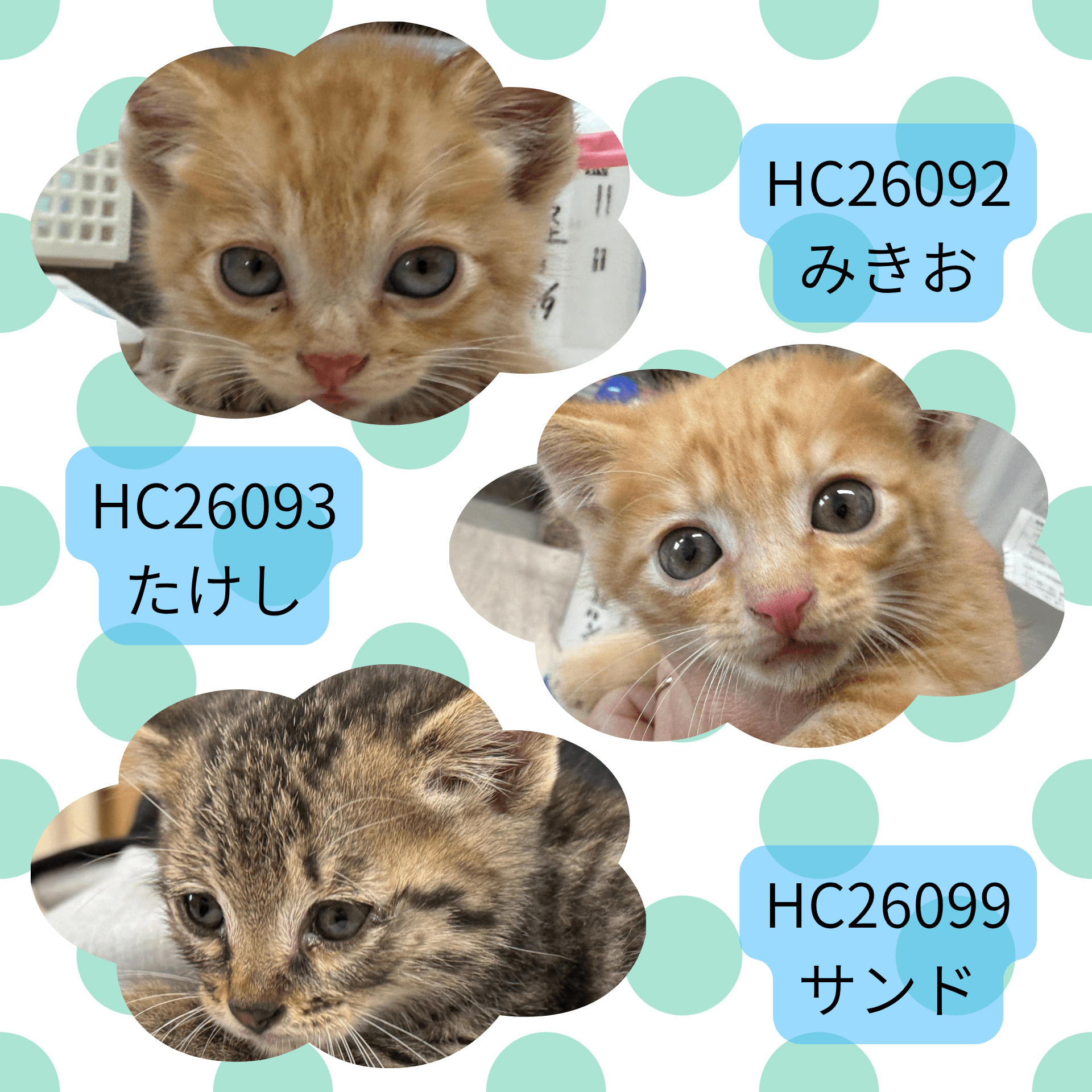 HC26092.26093.26099(下浄法寺 ♂)