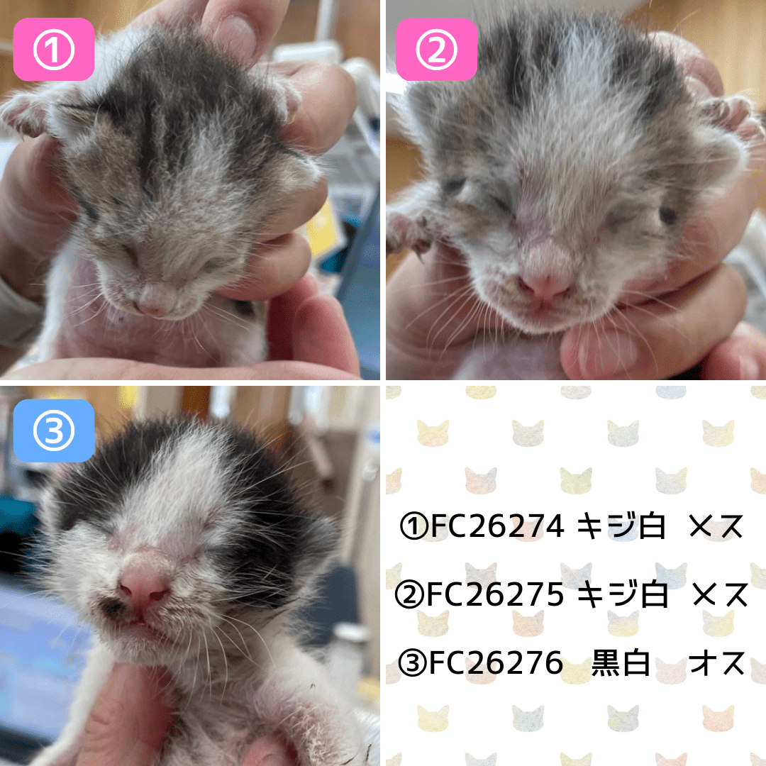 FC26274～26276（福井市）