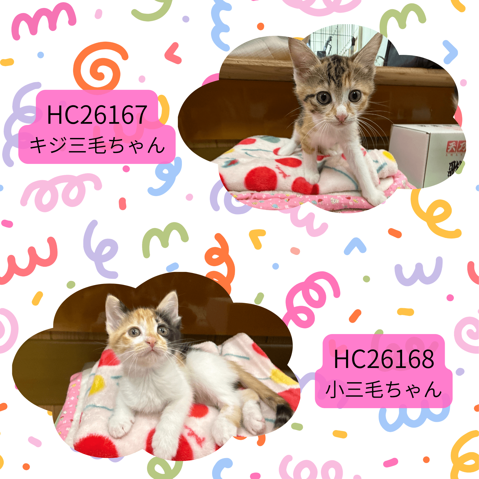 HC26167.168(今庄 ♀)