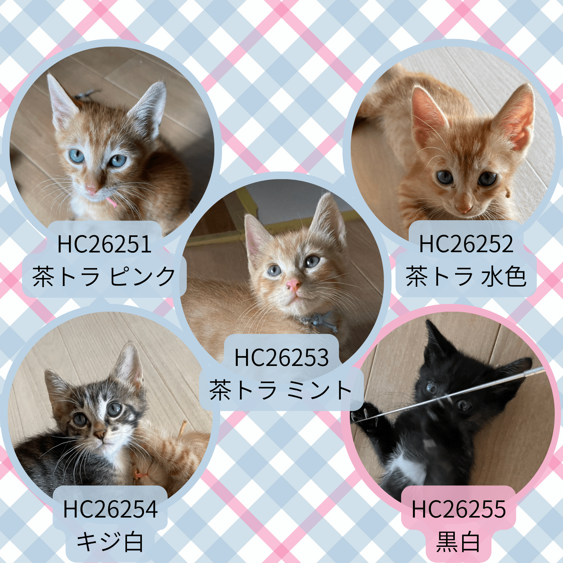 HC26251～26255(柳町)