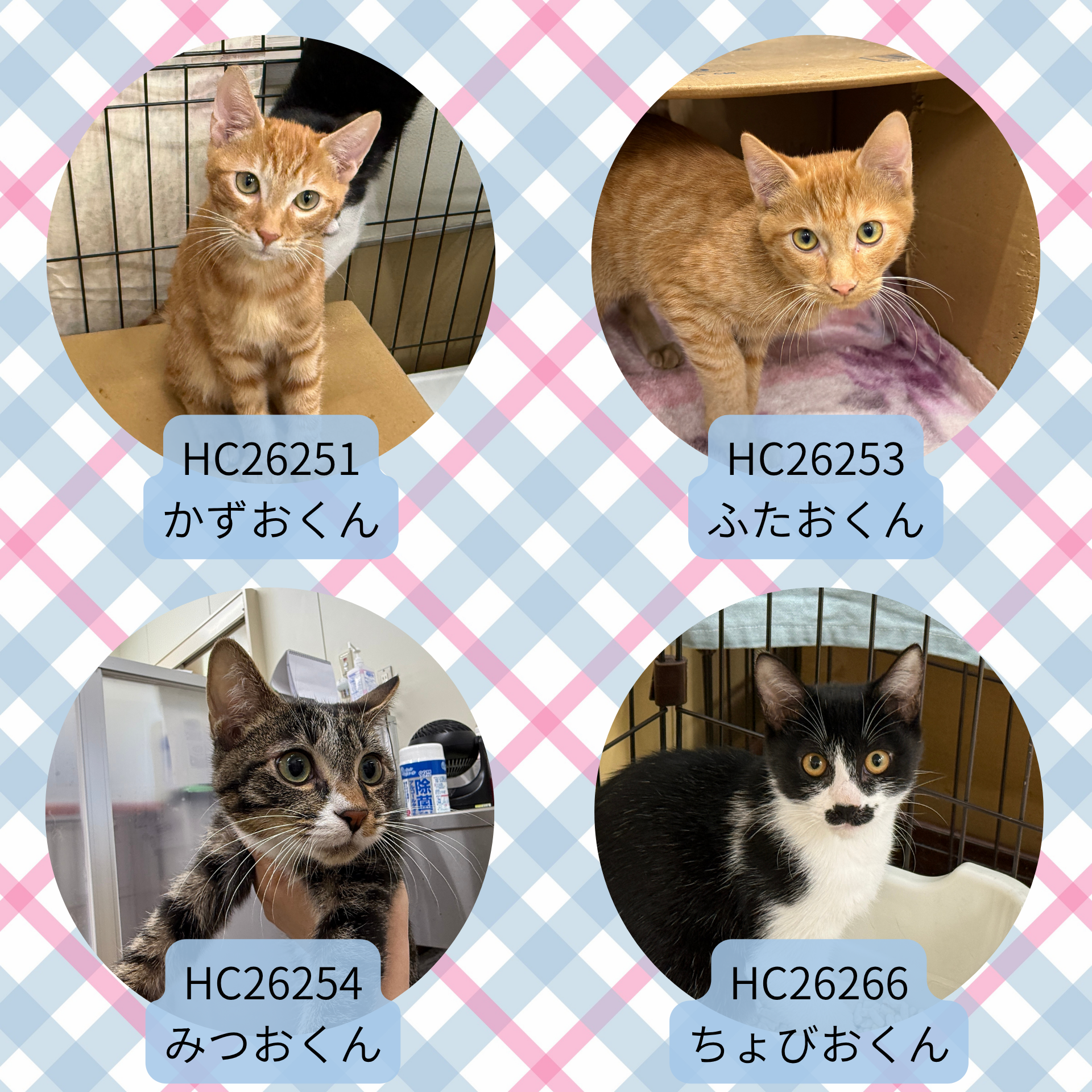 HC26251.253.254(柳町)、HC26266(市姫)