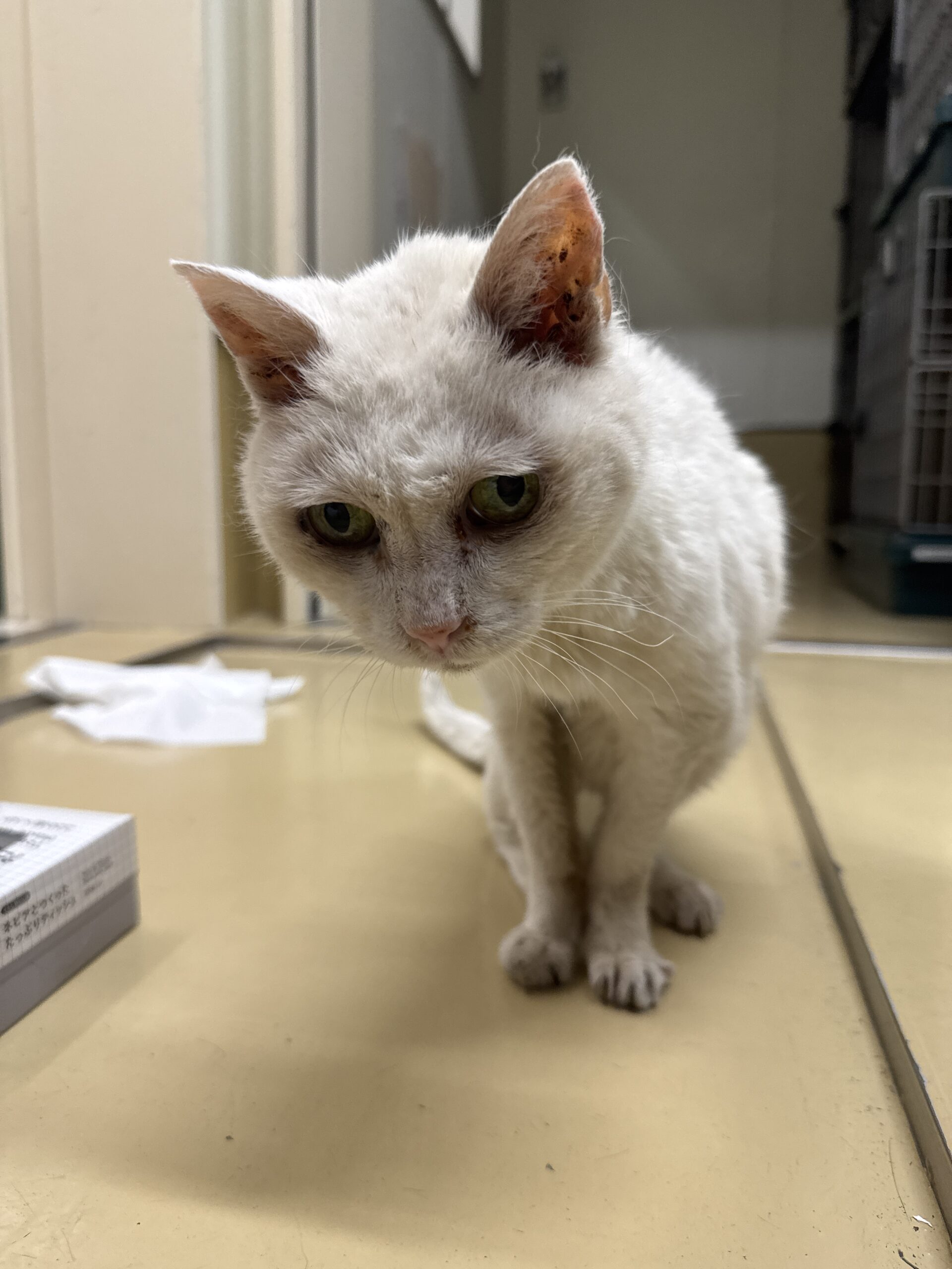 HC26334（越前市）　衰弱猫を収容中