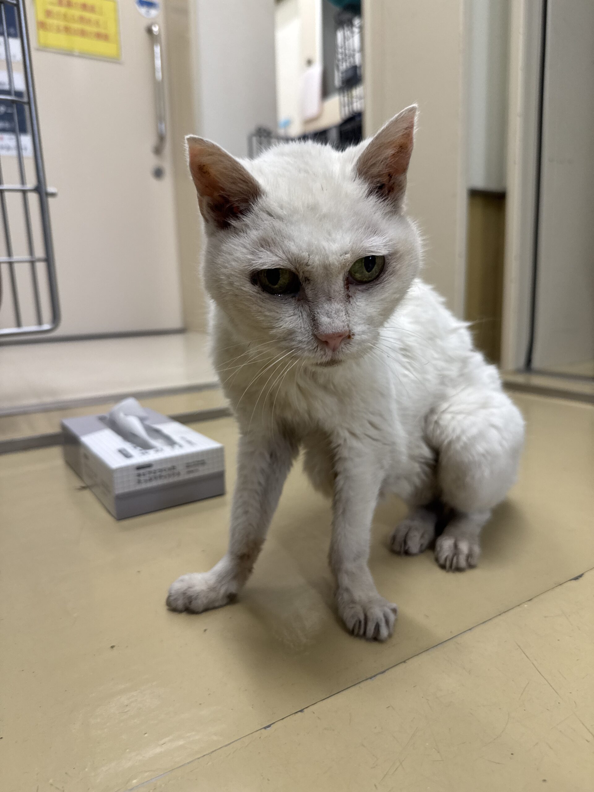 HC26334（越前市）　衰弱猫を収容中